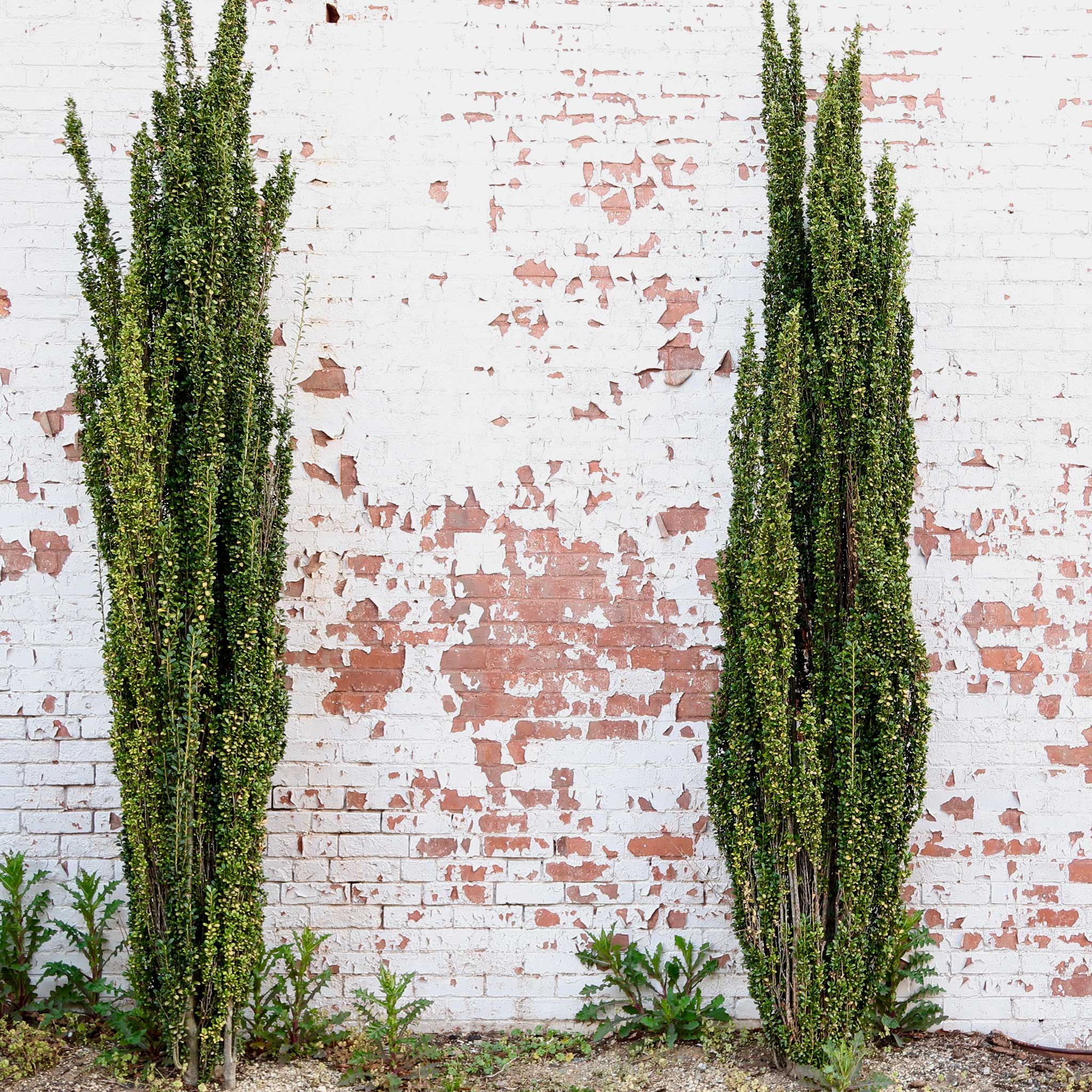 sky pencil holly - Henderson Garden Supply