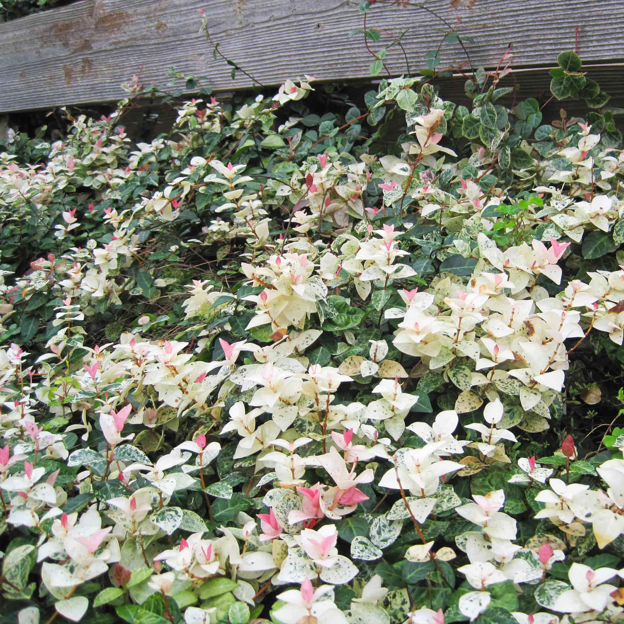 Vine with white and pink flowers growing over a wooden structure.  Henderson Garden Supply