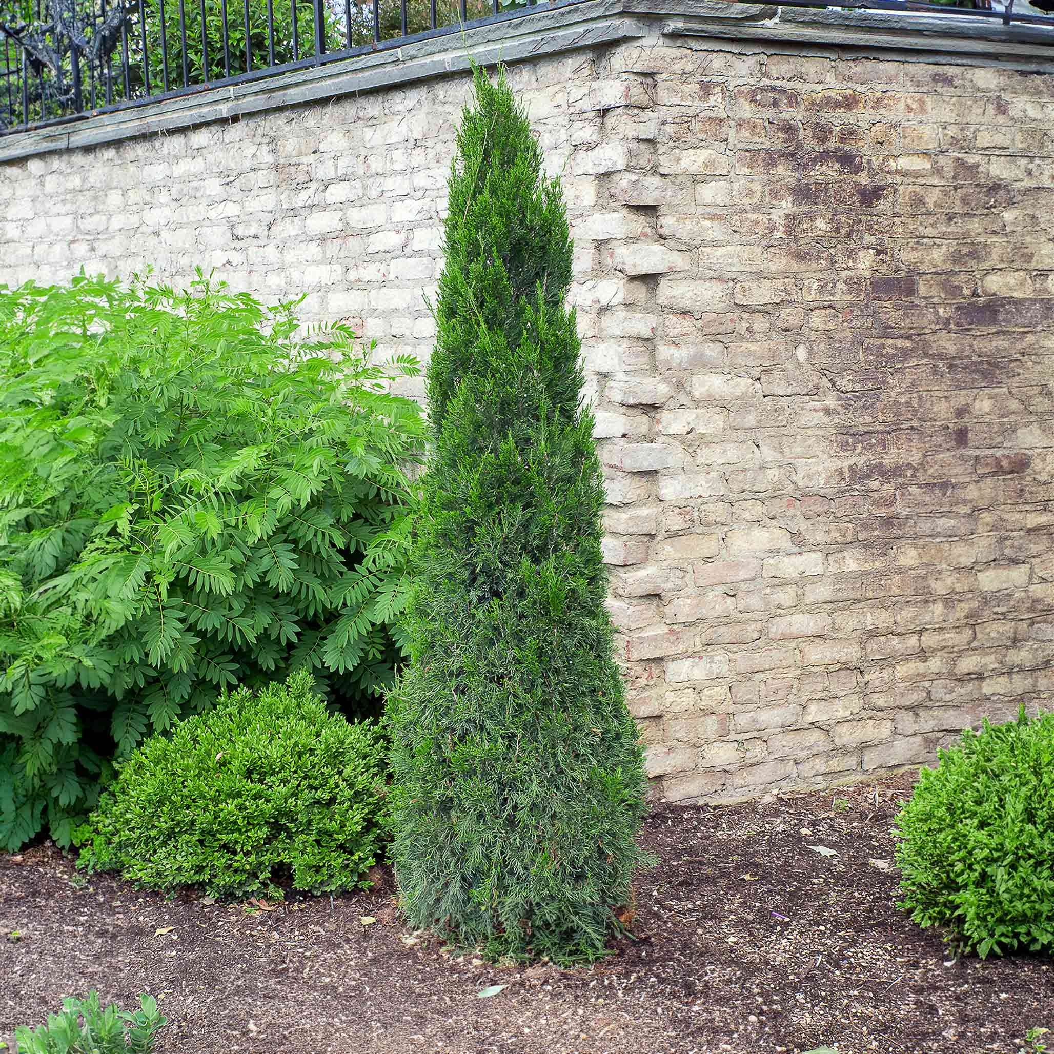 Spartan Juniper - Henderson Garden Supply