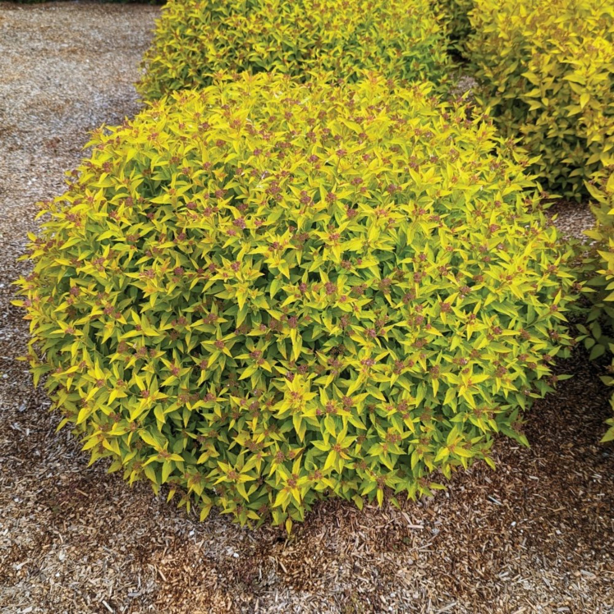 Balled and burlapped shrub with green and yellow foliage on a stone surface.  Henderson Garden Supply