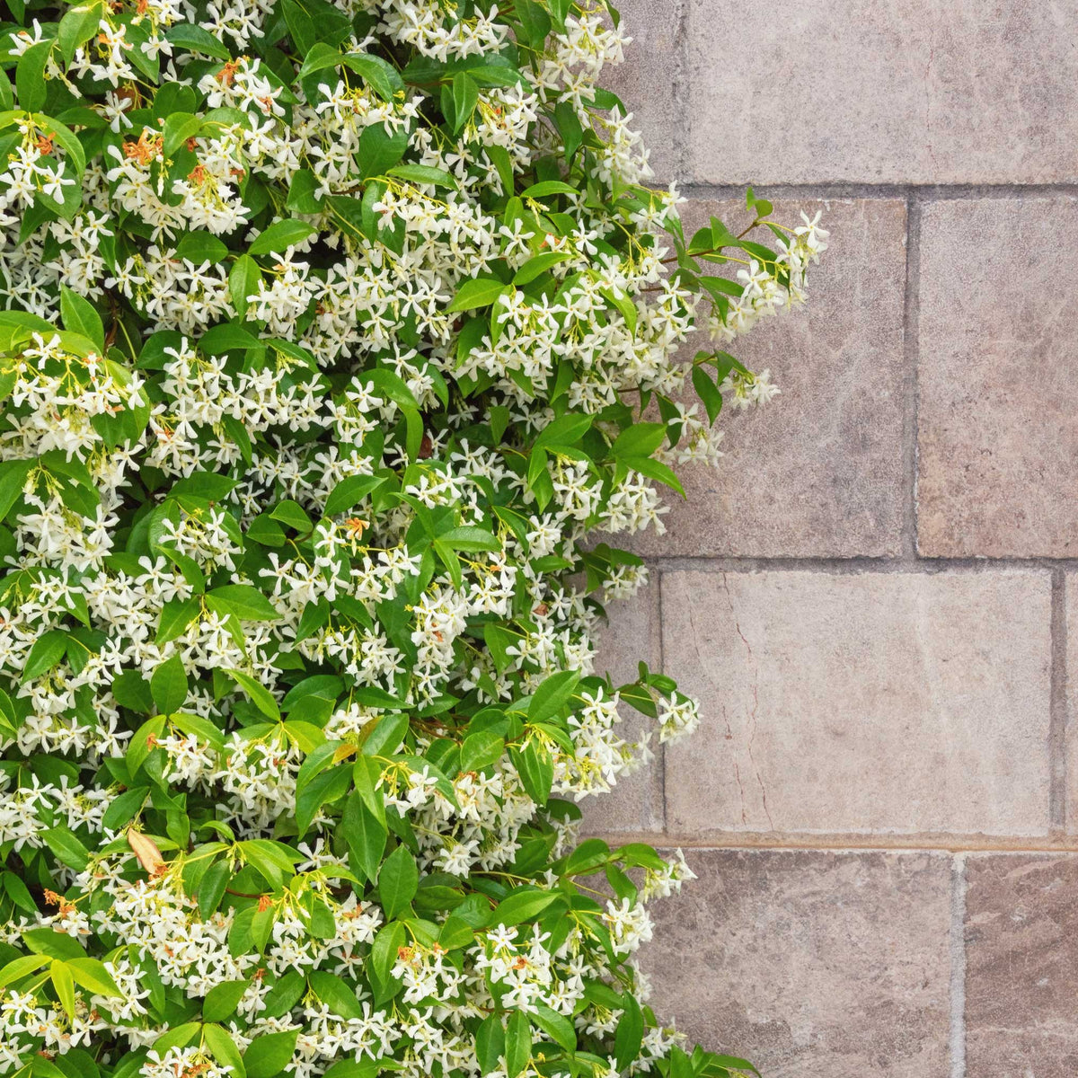 Star Jasmine – Fragrant Evergreen Climbing Vine
