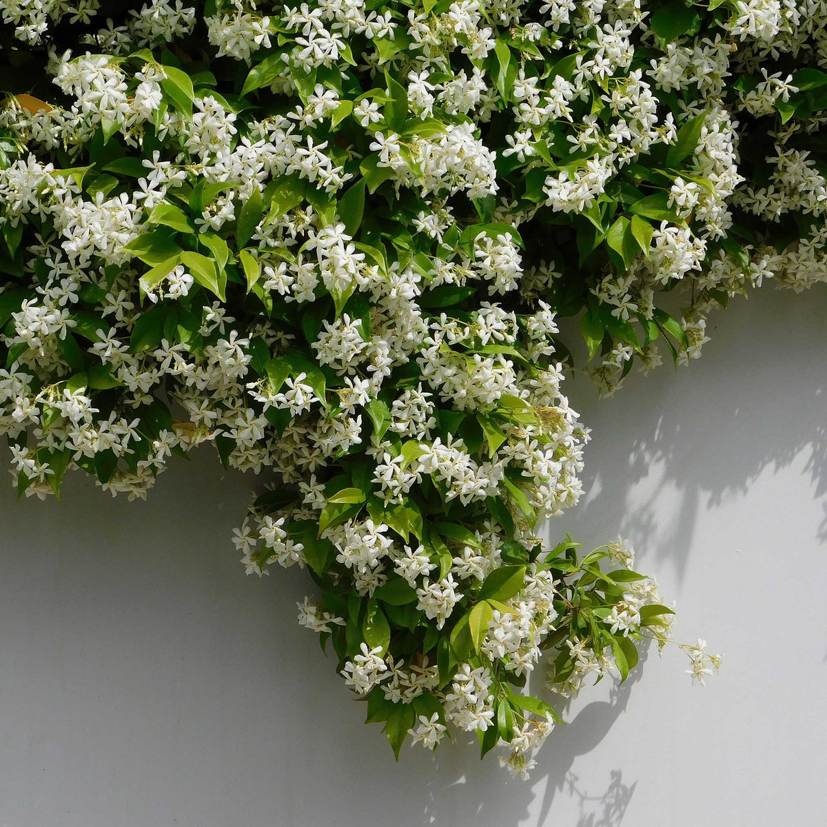 Star Jasmine – Fragrant Evergreen Climbing Vine