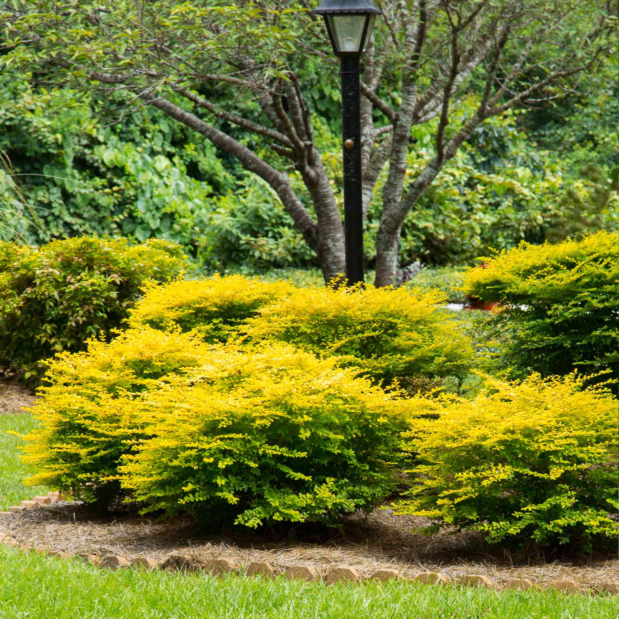 Yellow bush in a garden with a tree and lamp post in the background Henderson Garden Supply