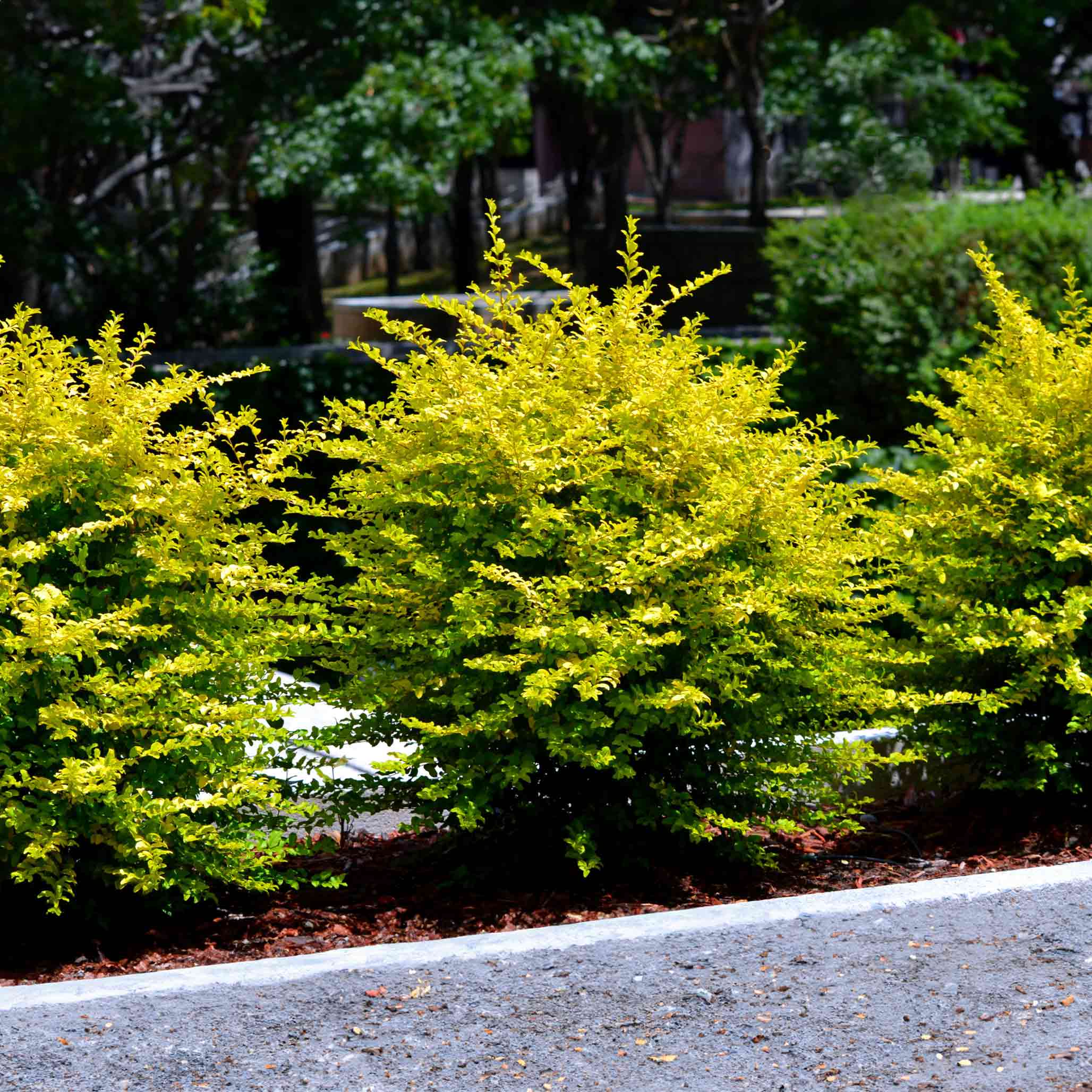 Green shrubs in a garden setting with a blurred background - Henderson Garden Supply