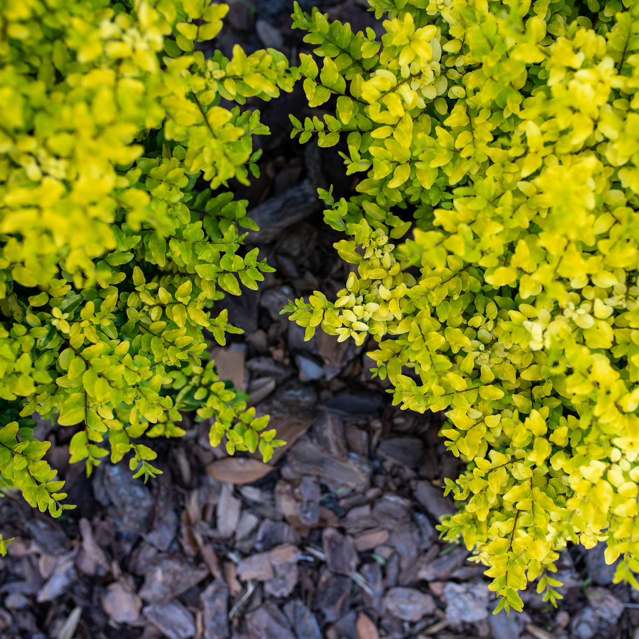 Close-up of bright green shrubs with mulch in the foreground Henderson Garden Supply