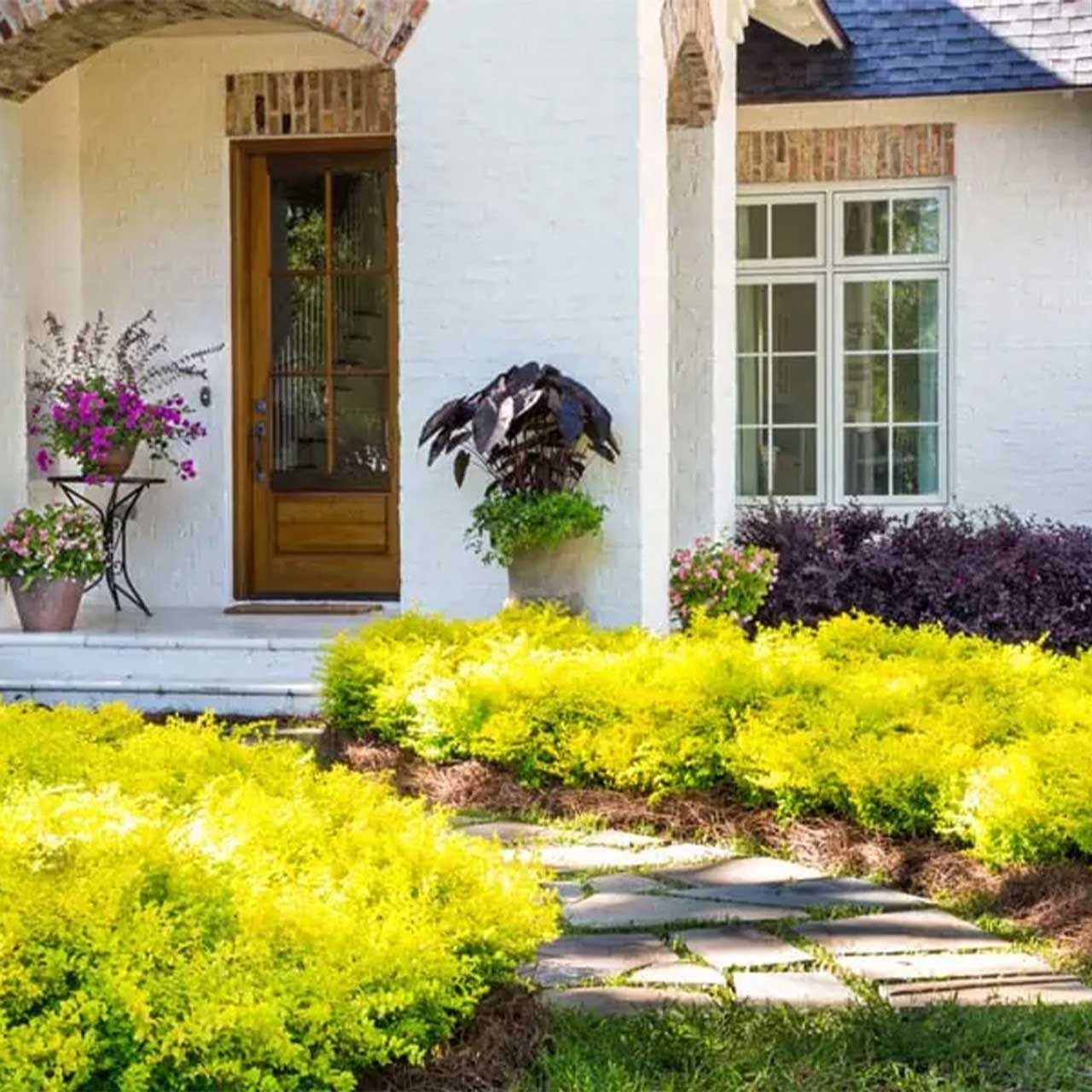 Front garden of a house with yellow bushes, a wooden door, and potted plants.  Henderson Garden Supply