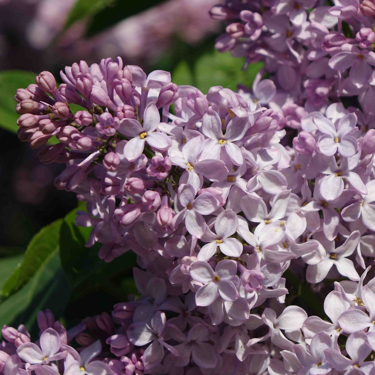 Miss Kim Lilac – Fragrant Lavender-Blue Flowering Shrub