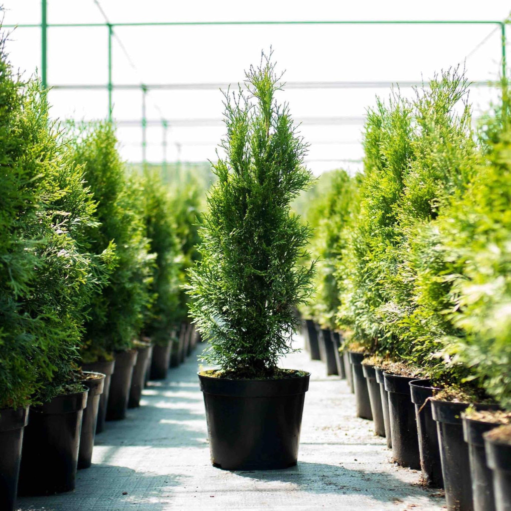 Green Giant Tree - henderson Gardne Supply