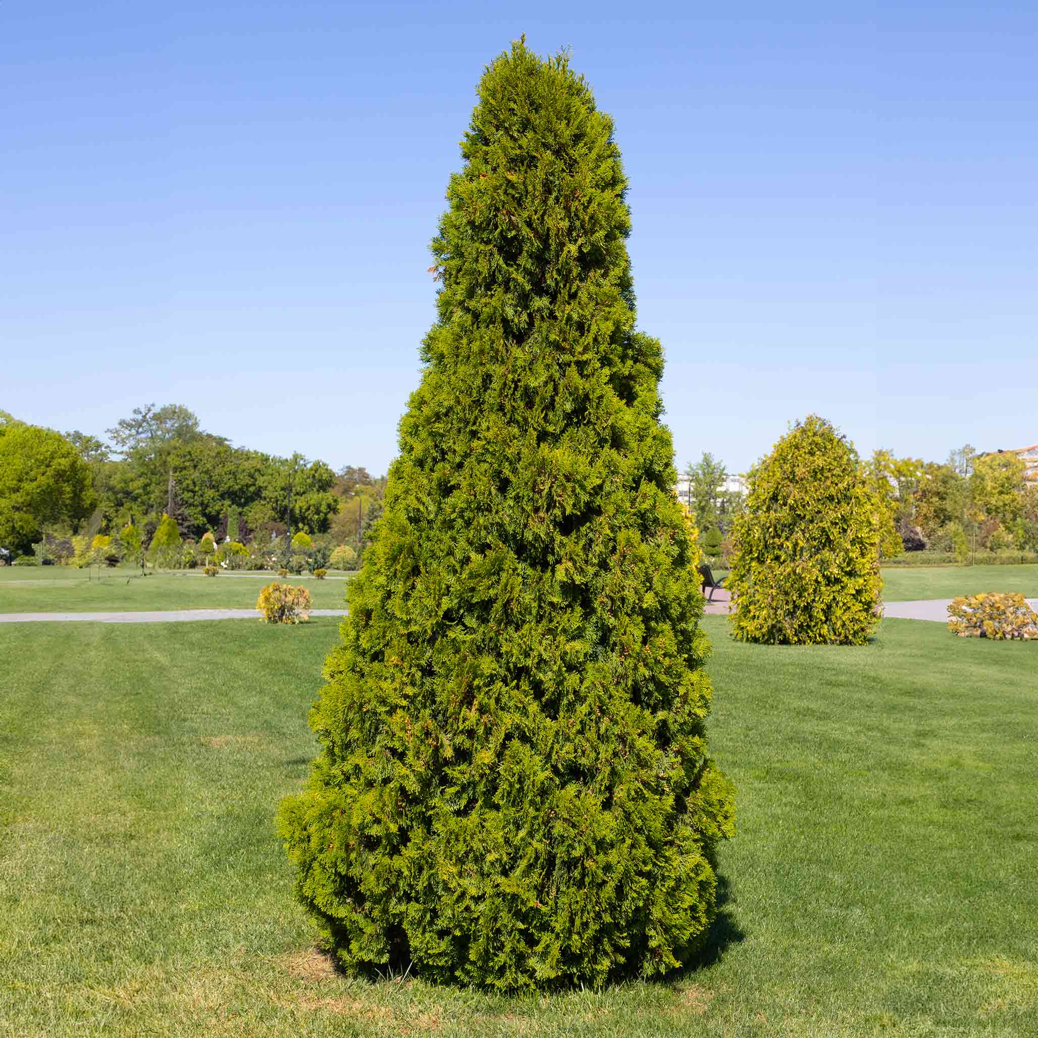 Evergreen trees - Henderson Garden Supply