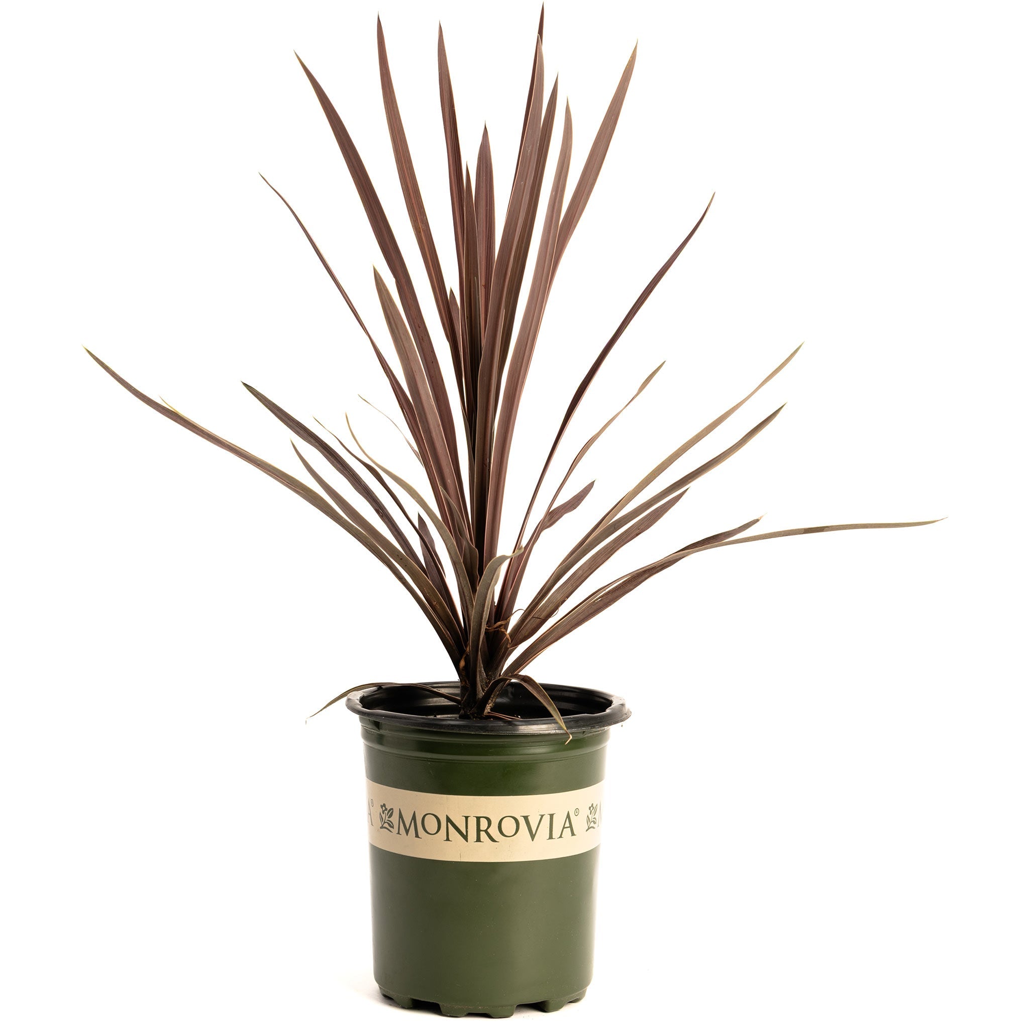 Potted plant with brown leaves in a green pot on a white background, featuring the Monrovia logo.  Henderson Garden Supply