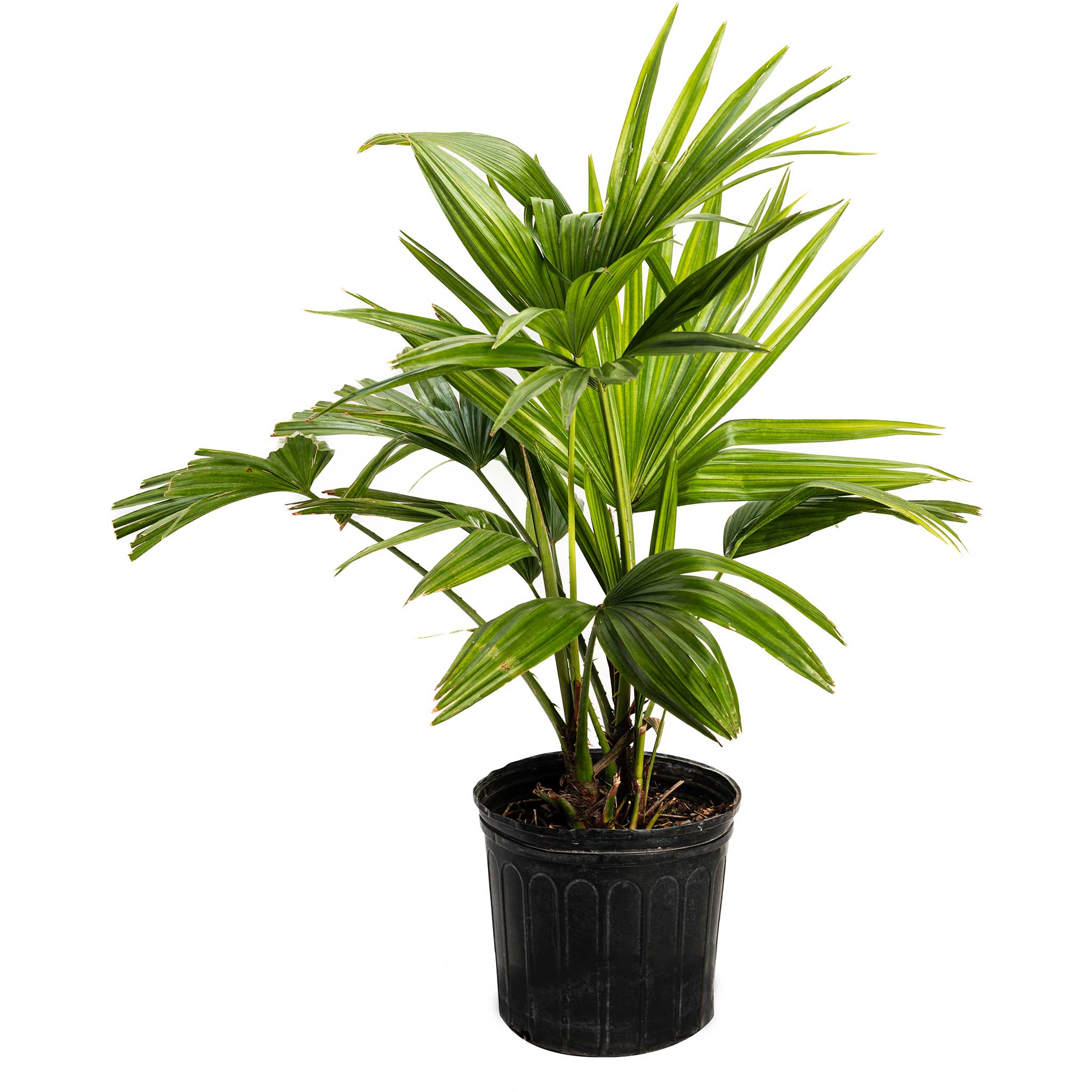 Potted palm plant on a white background.  Henderson Garden Supply