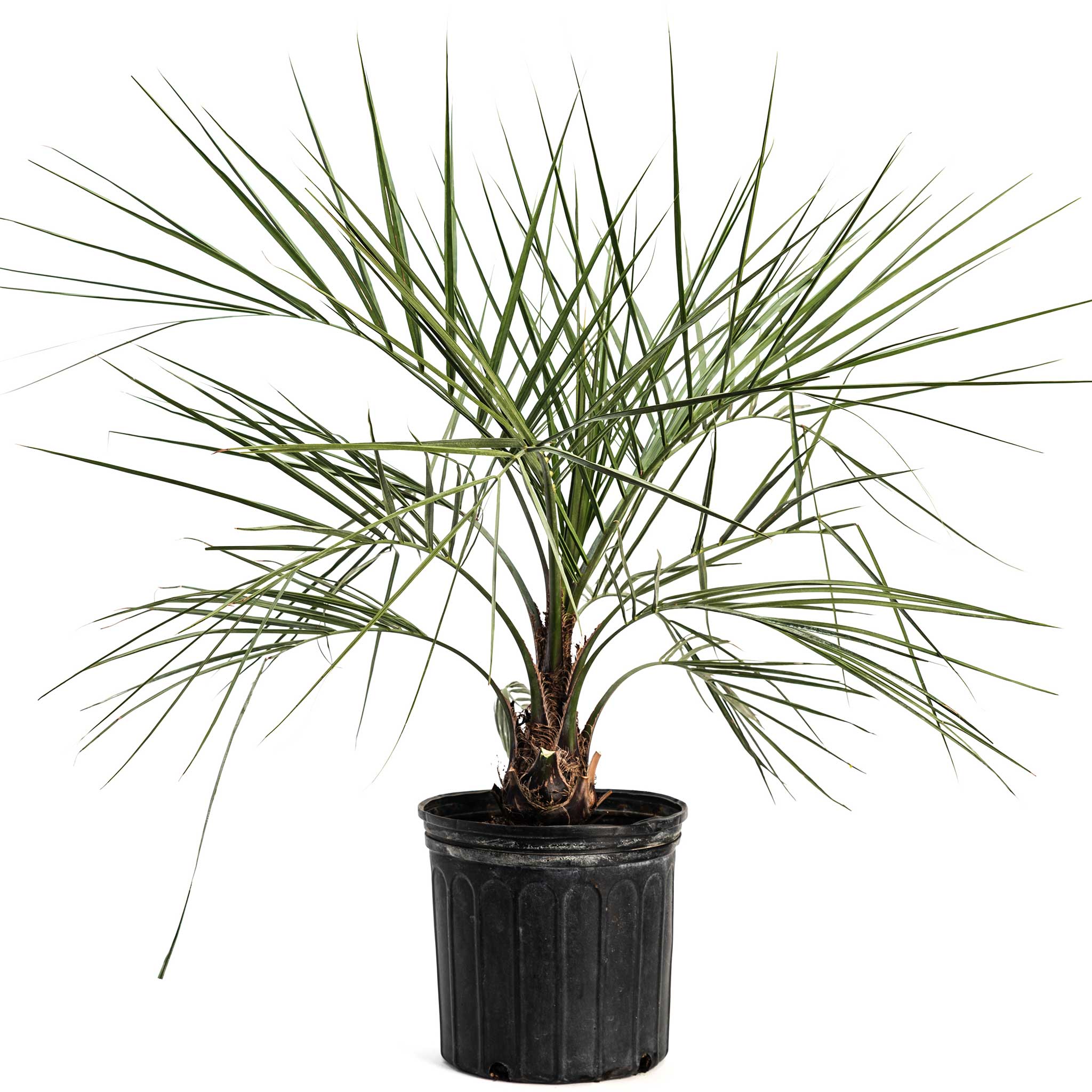 Pindo Palm Tree (Butia capitata) – Cold-Hardy Jelly Palm with Edible Fruit