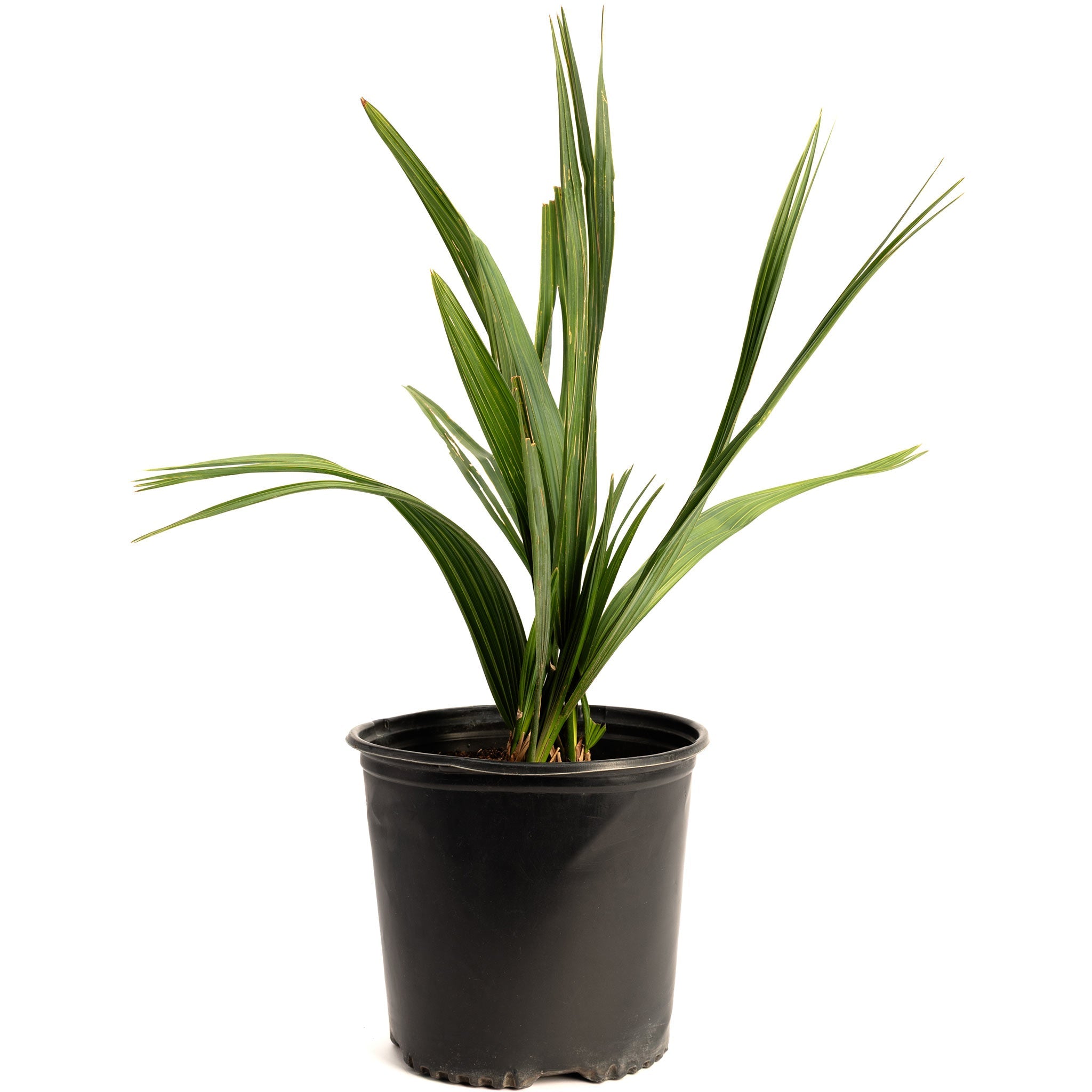Dwarf Palmetto Tree (Sabal Minor) | Cold-Hardy Palm – Zones 7–11