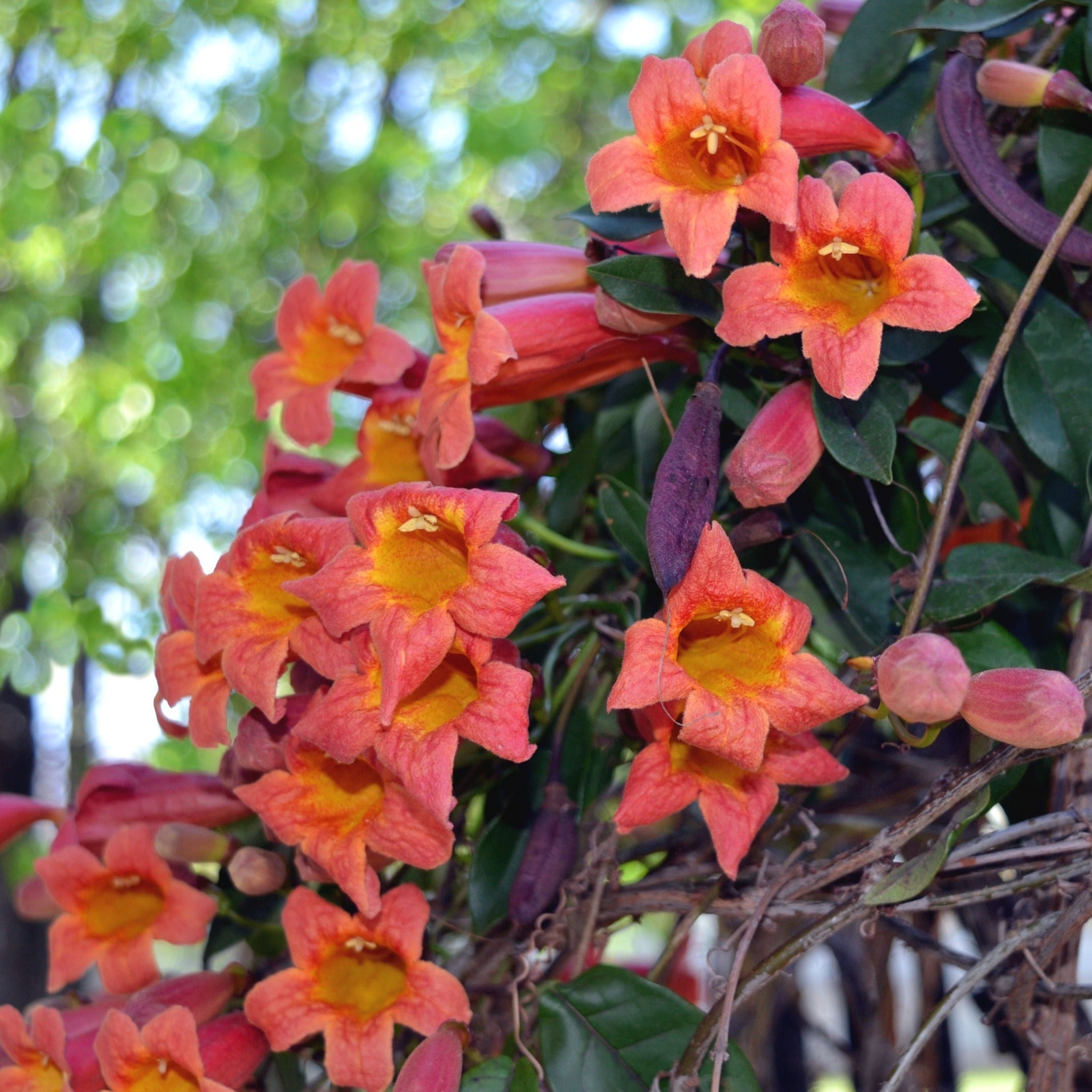 Cluster of orange trumpet-shaped flowers with green leaves on a blurred natural background - Henderson Garden Supply