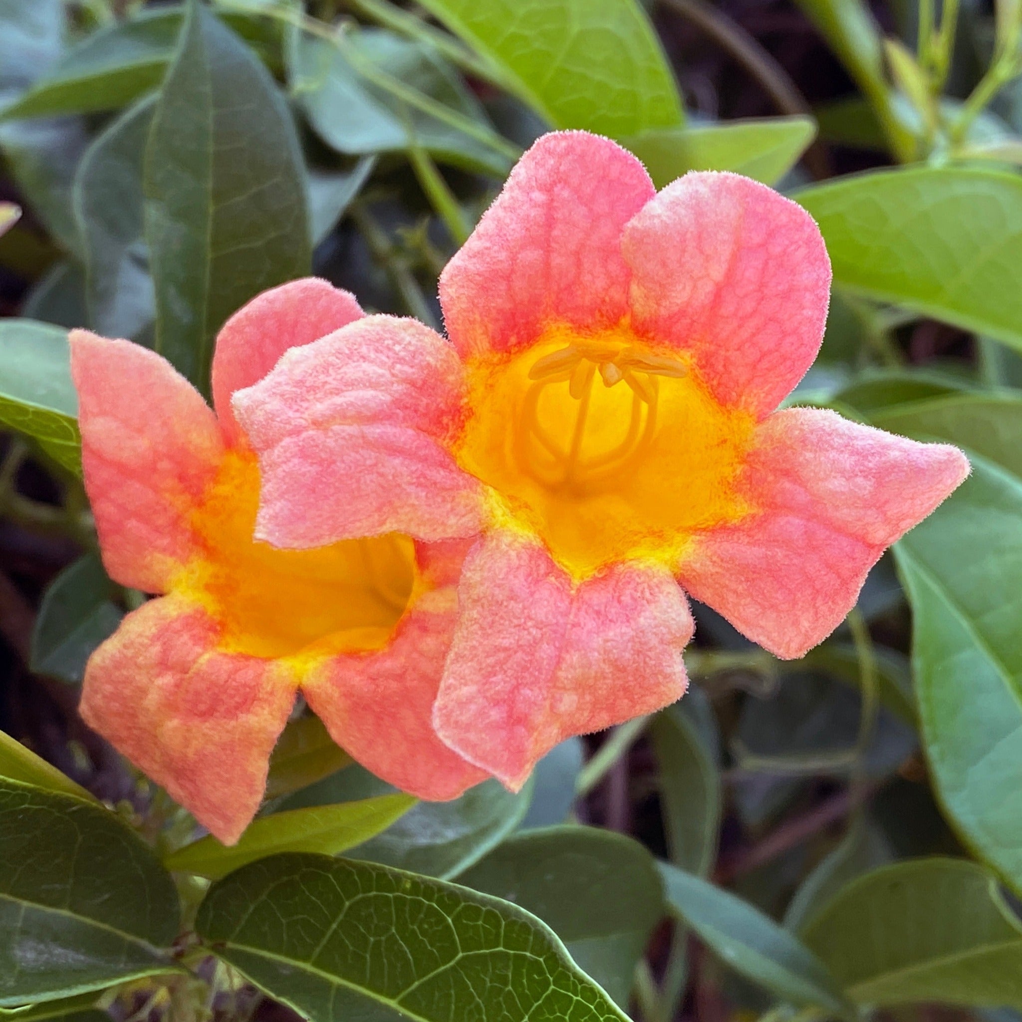 Close-up of a pink and yellow flower with green leaves in the background - Henderson Garden Supply