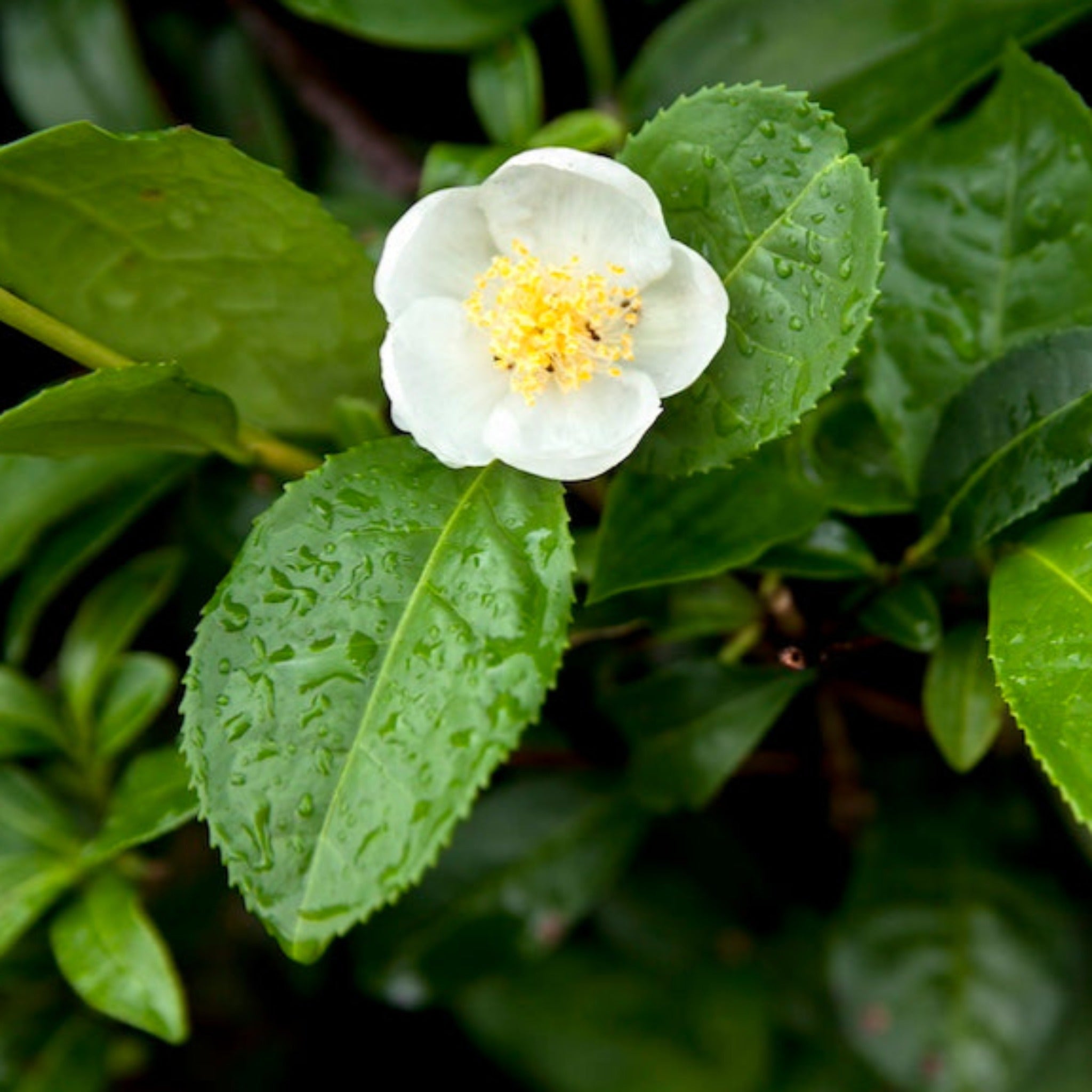 White flower with yellow center surrounded by green leaves on a blurred green background - Tea leaf tree - Henderson Garden Supply