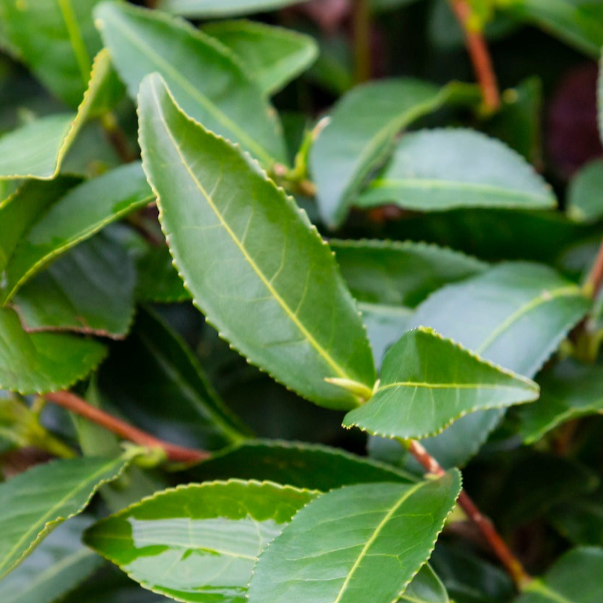 Close-up of green tea leaves on a tea plant - Henderson Garden Supply
