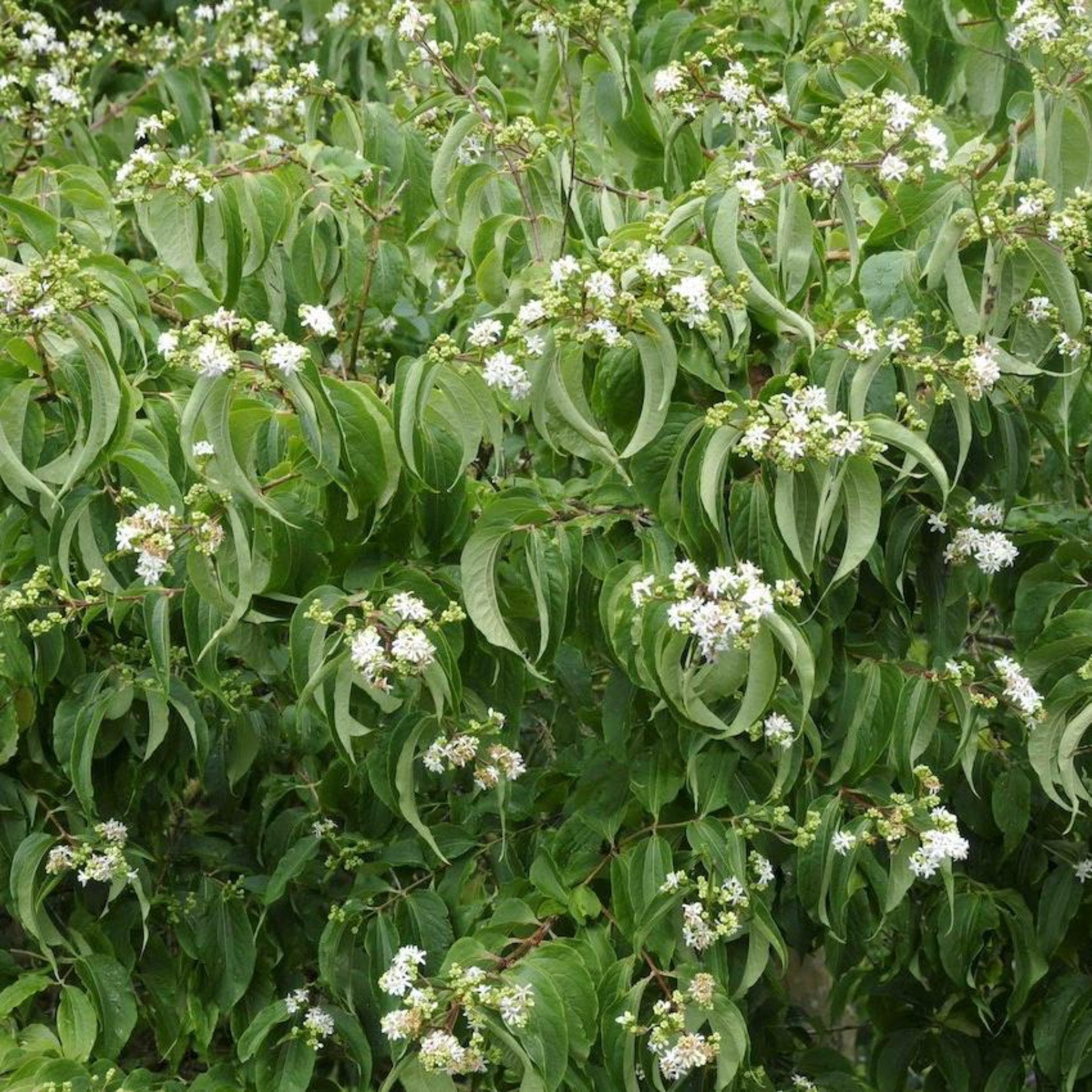 Green leaves with white flowers on a bush - Henderson Garden Supply