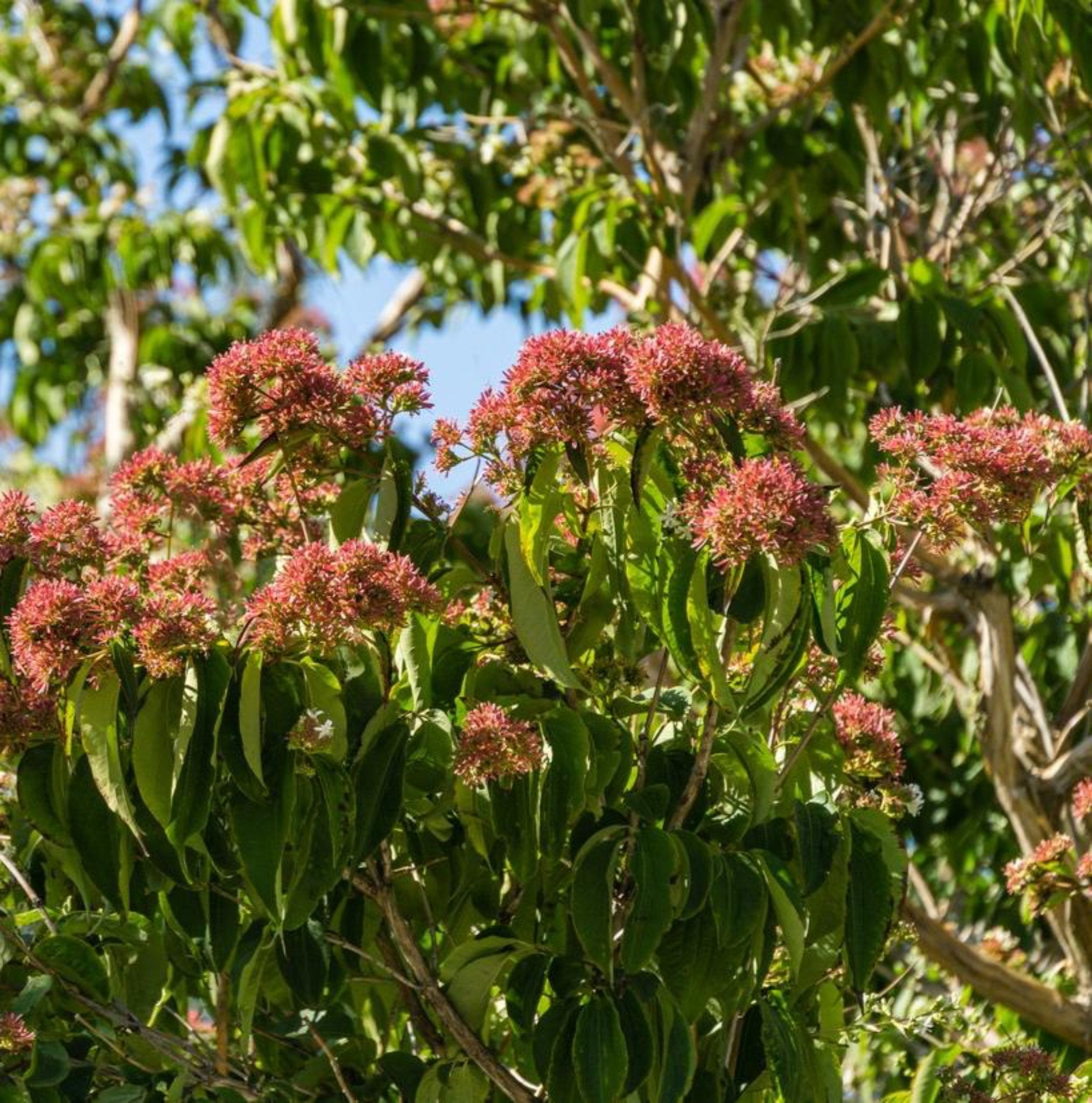 Tree with pink flowers and green leaves against a blue sky - Henderson Garden Supply