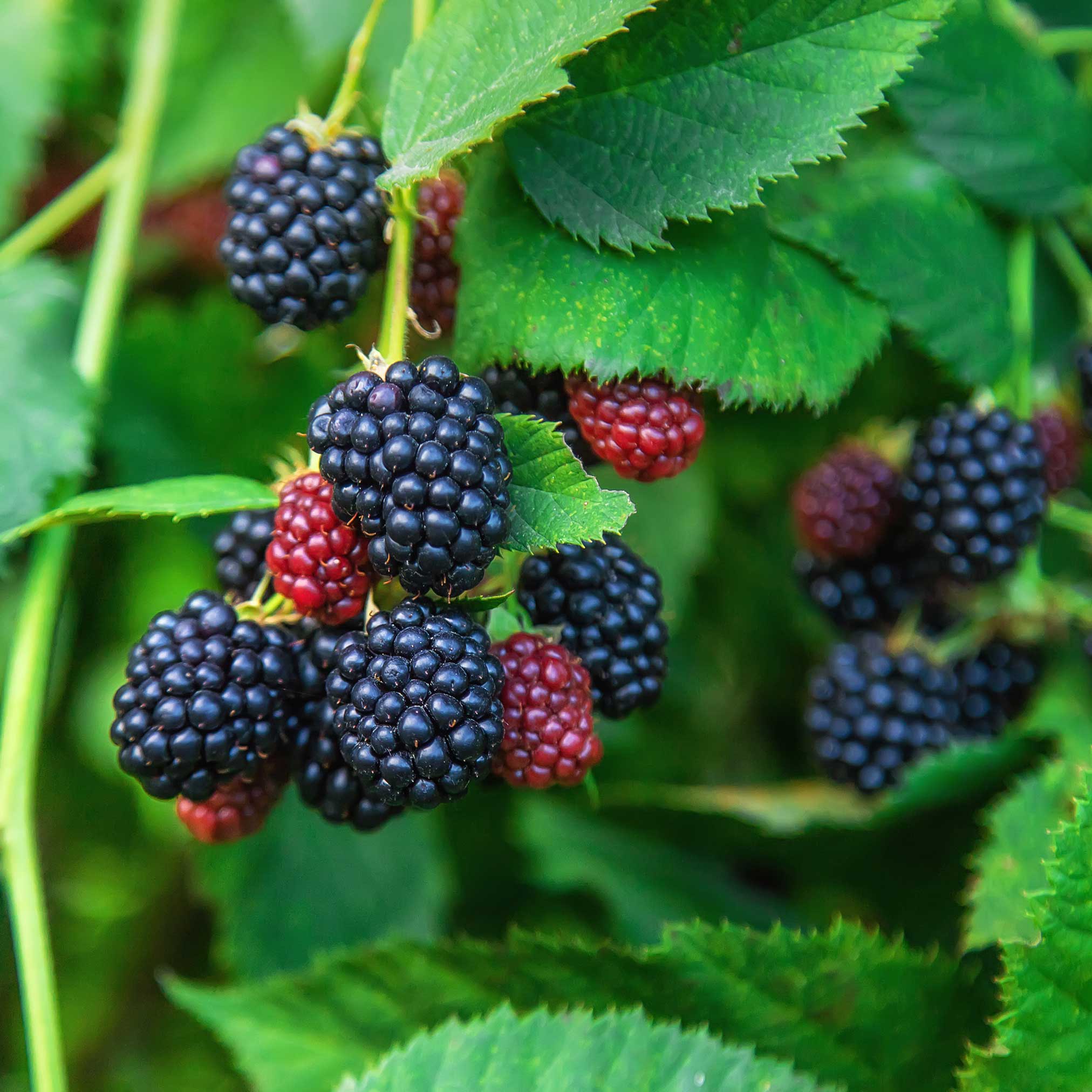 Close-up of blackberries and red raspberries on a green leafy background.  Henderson Garden Supply