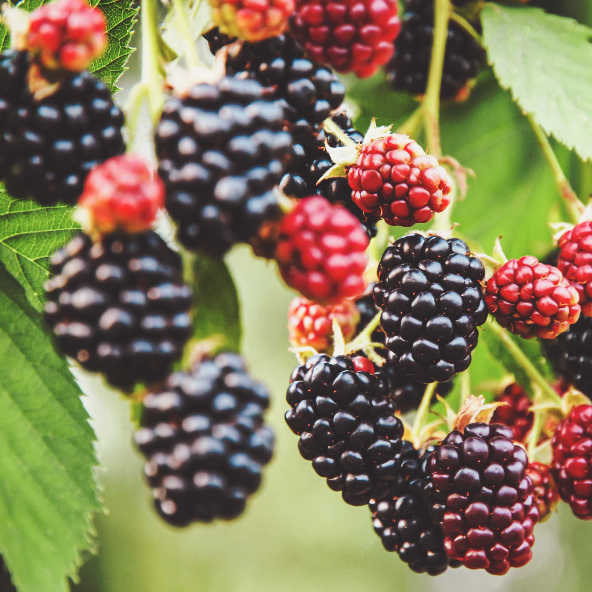 Close-up of blackberries and raspberries on a branch with green leaves.  Henderson Garden Supply