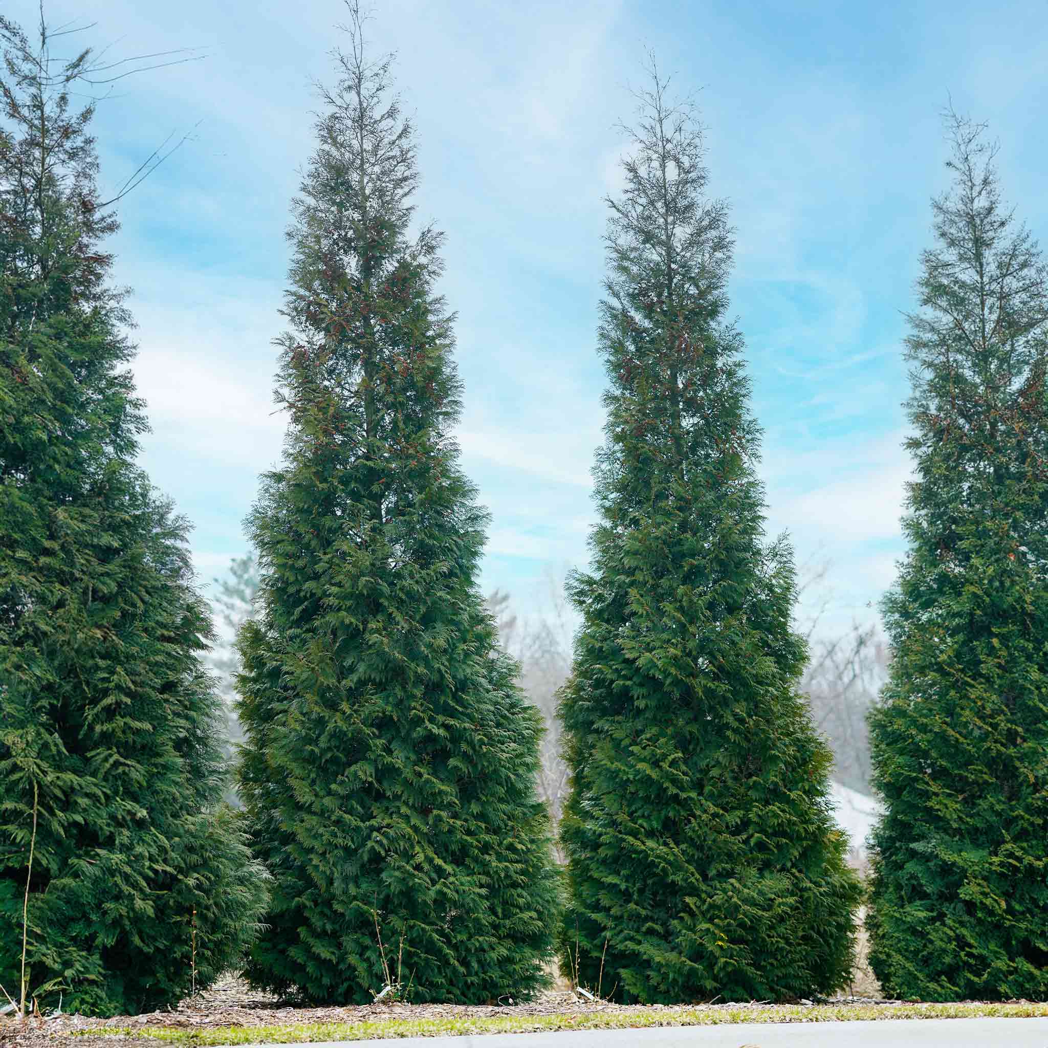 Privacy Evergreen - Henderson Garden Supply