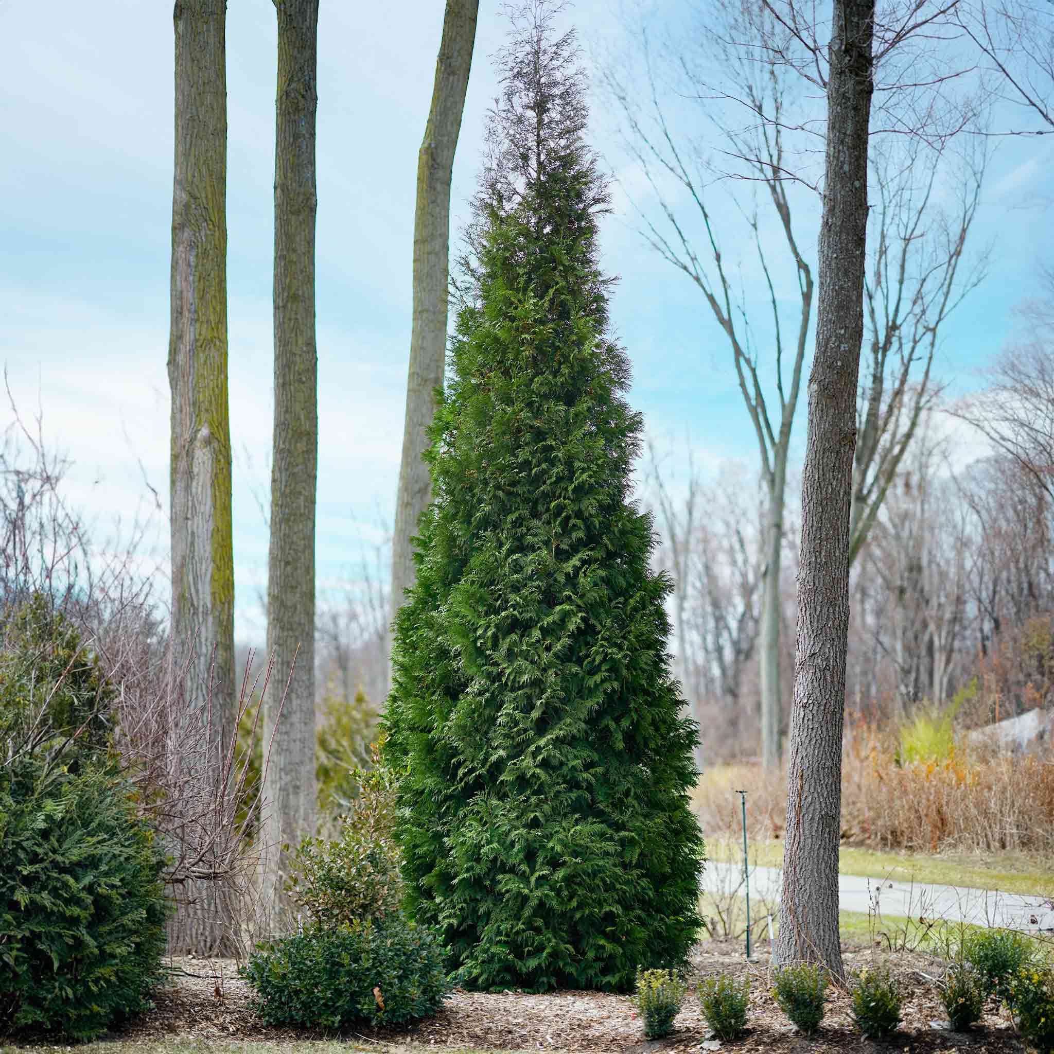 Privacy Evergreen - Henderson Garden Supply