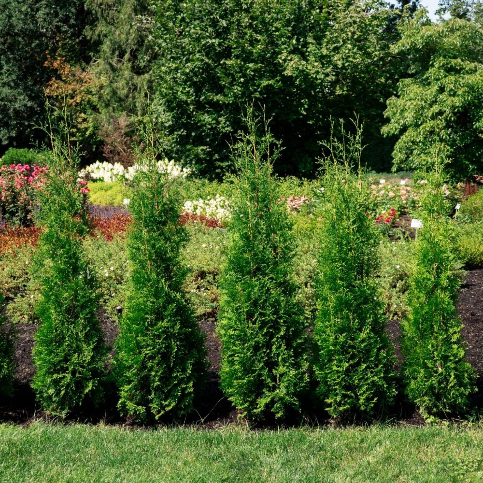 Three green shrubs in a garden setting with flowers and trees in the background.  Henderson Garden Supply