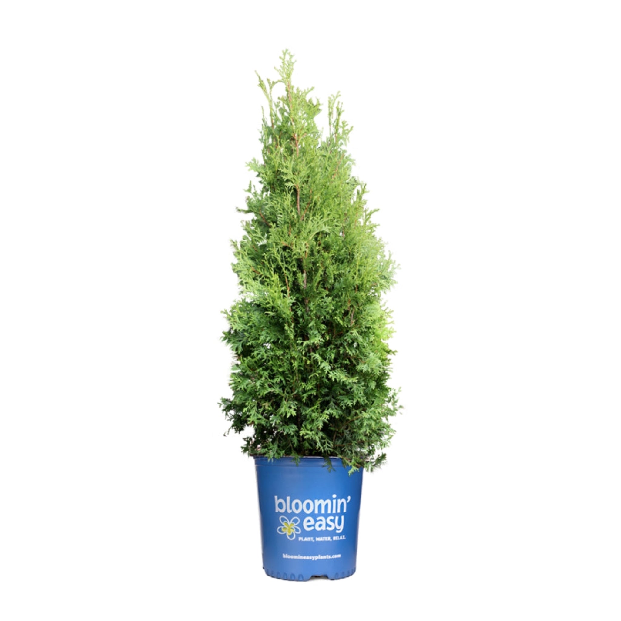 Potted plant with a 'bloomin' easy' label on a white background.  Henderson Garden Supply