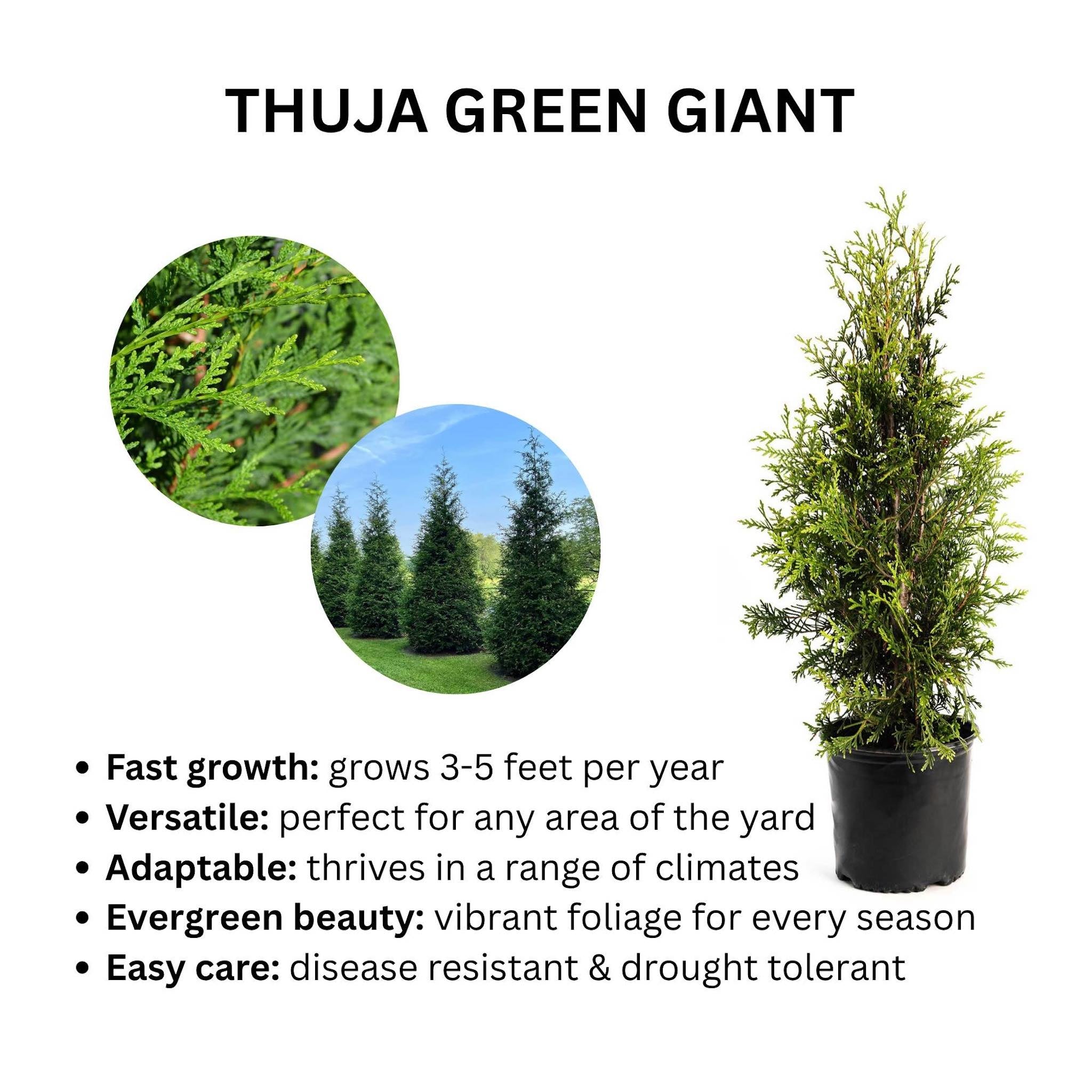 Thuja Green Giant | Fastest-Growing Evergreen Privacy Tree & Windbreak
