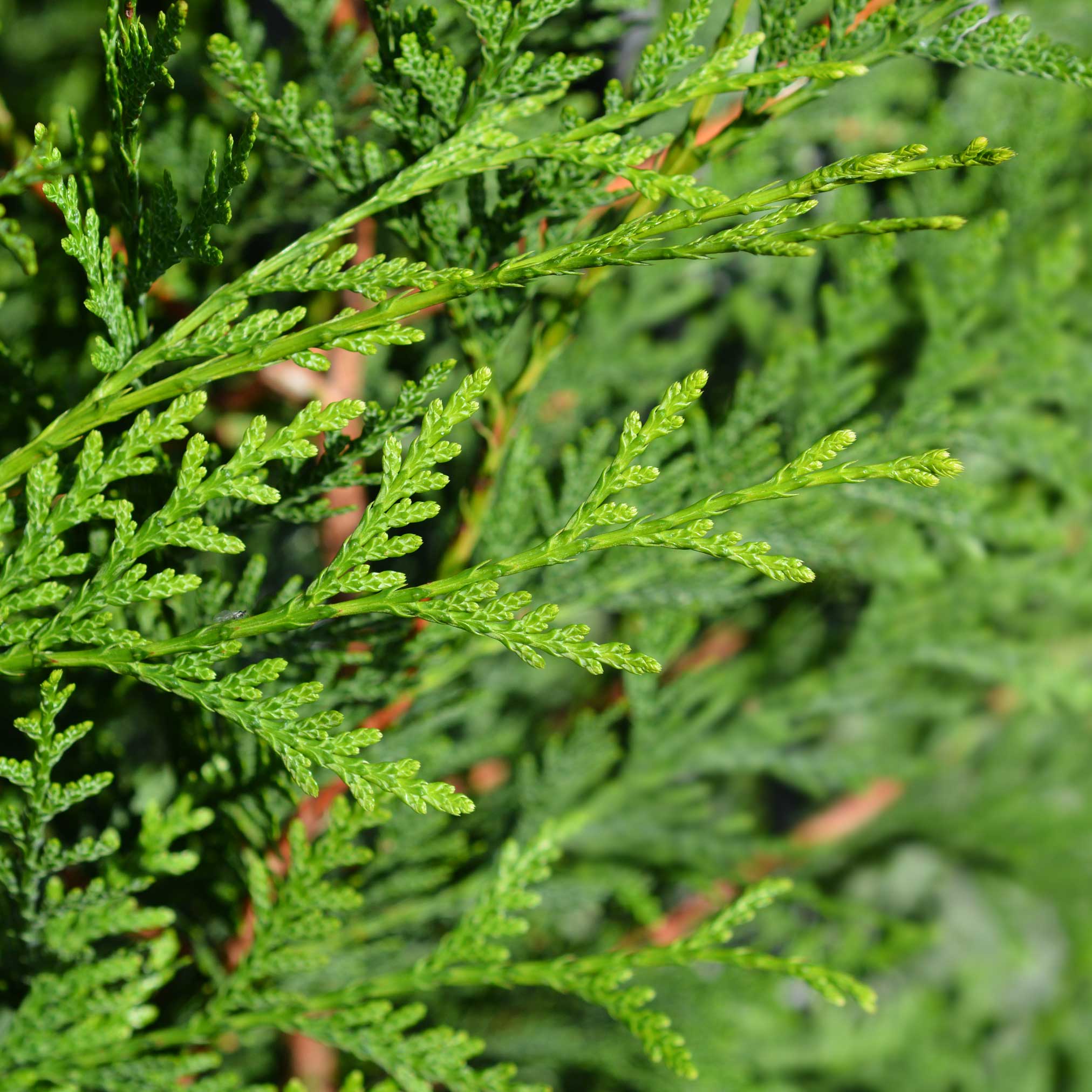 Green giant tree - Henderson Garden Supply