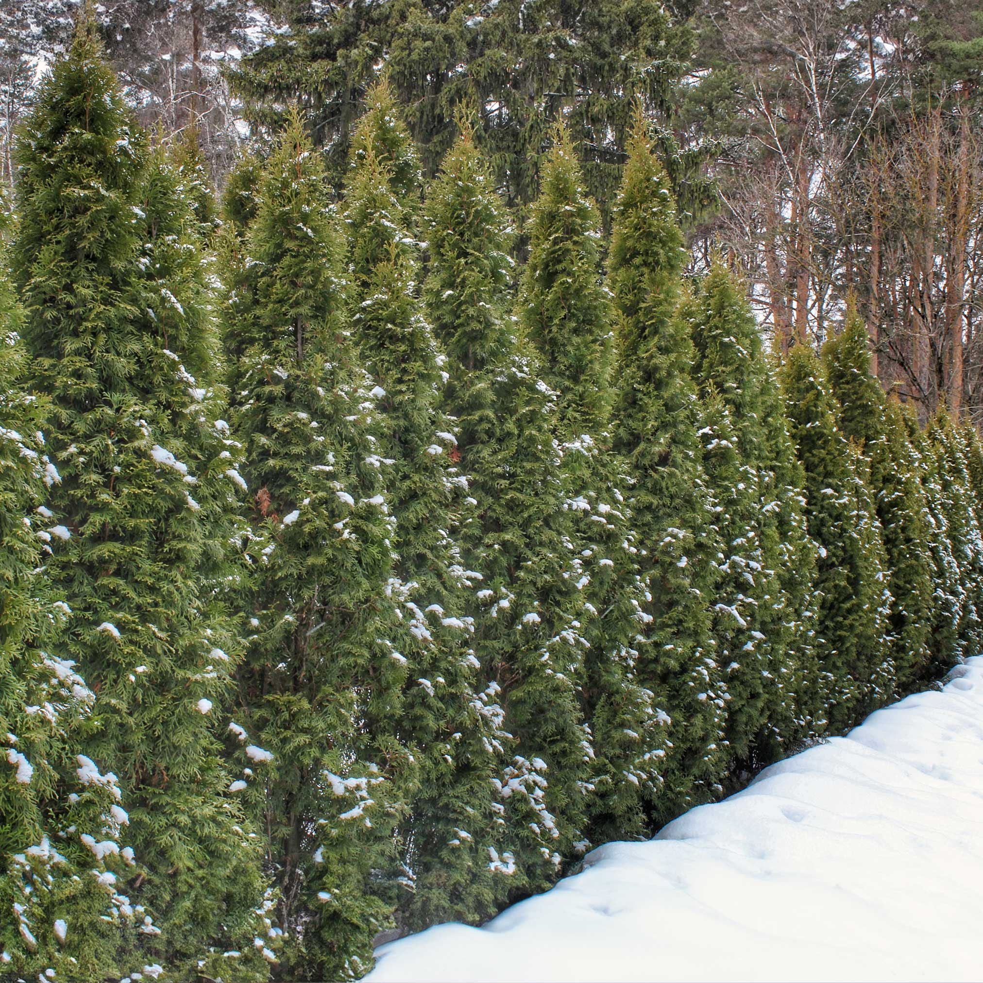Green Giant Tree - Henderson Garden Supply