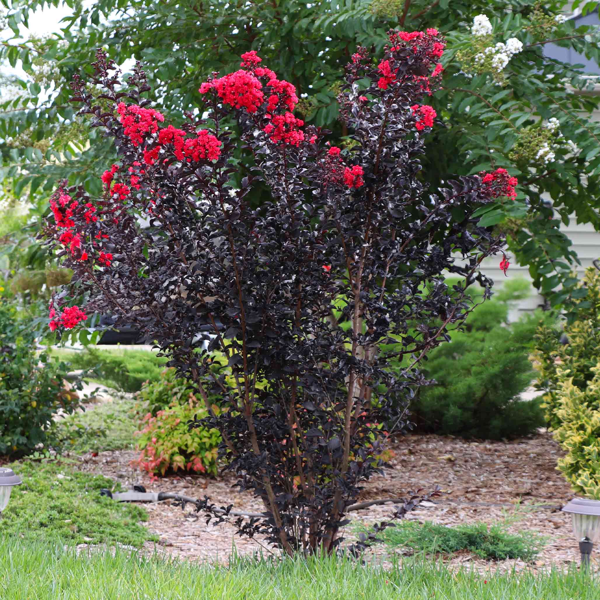 Bush with red flowers and dark green leaves in a garden setting.  Henderson Garden Supply