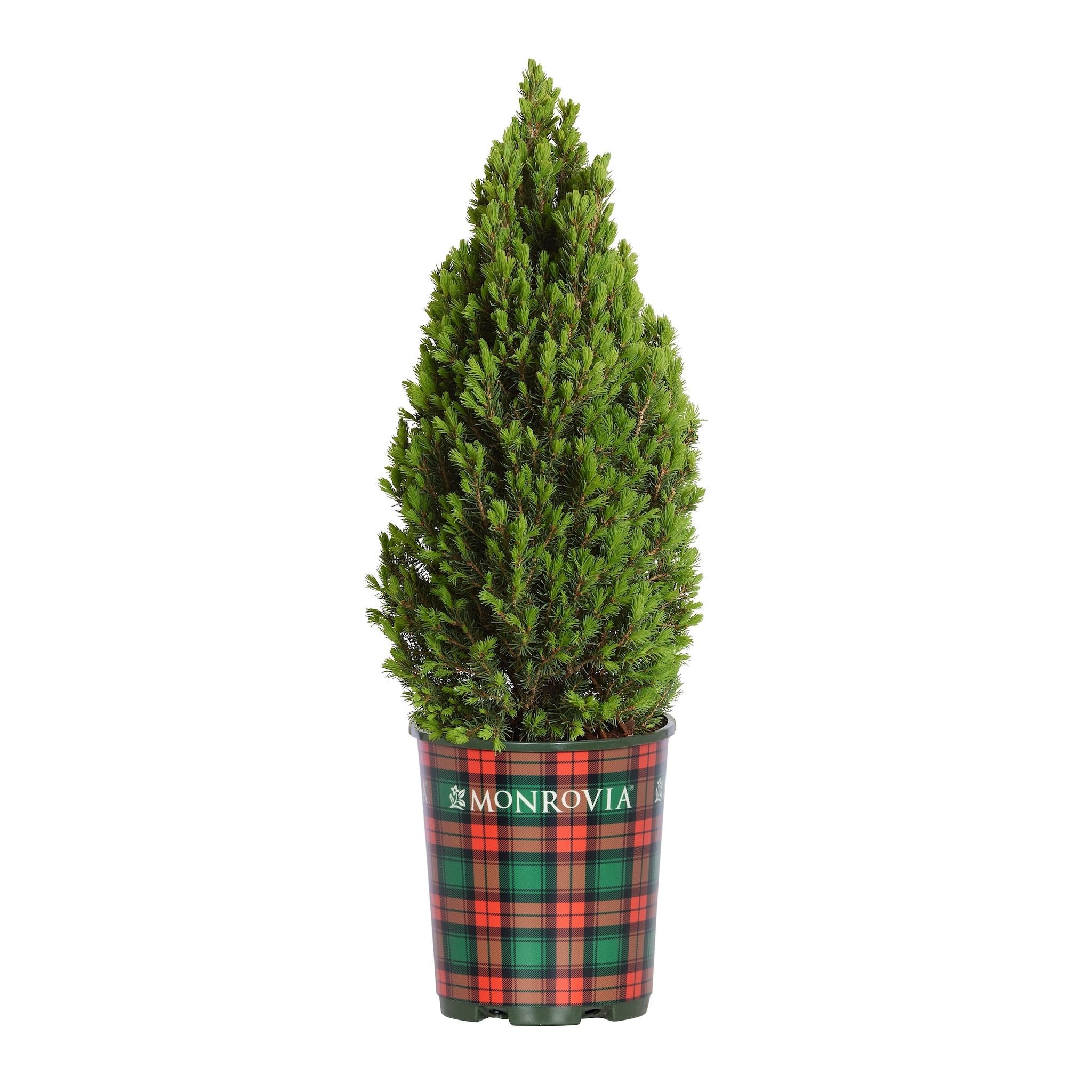 Tiny Tower® Dwarf Alberta Spruce – Ultra-Compact Evergreen