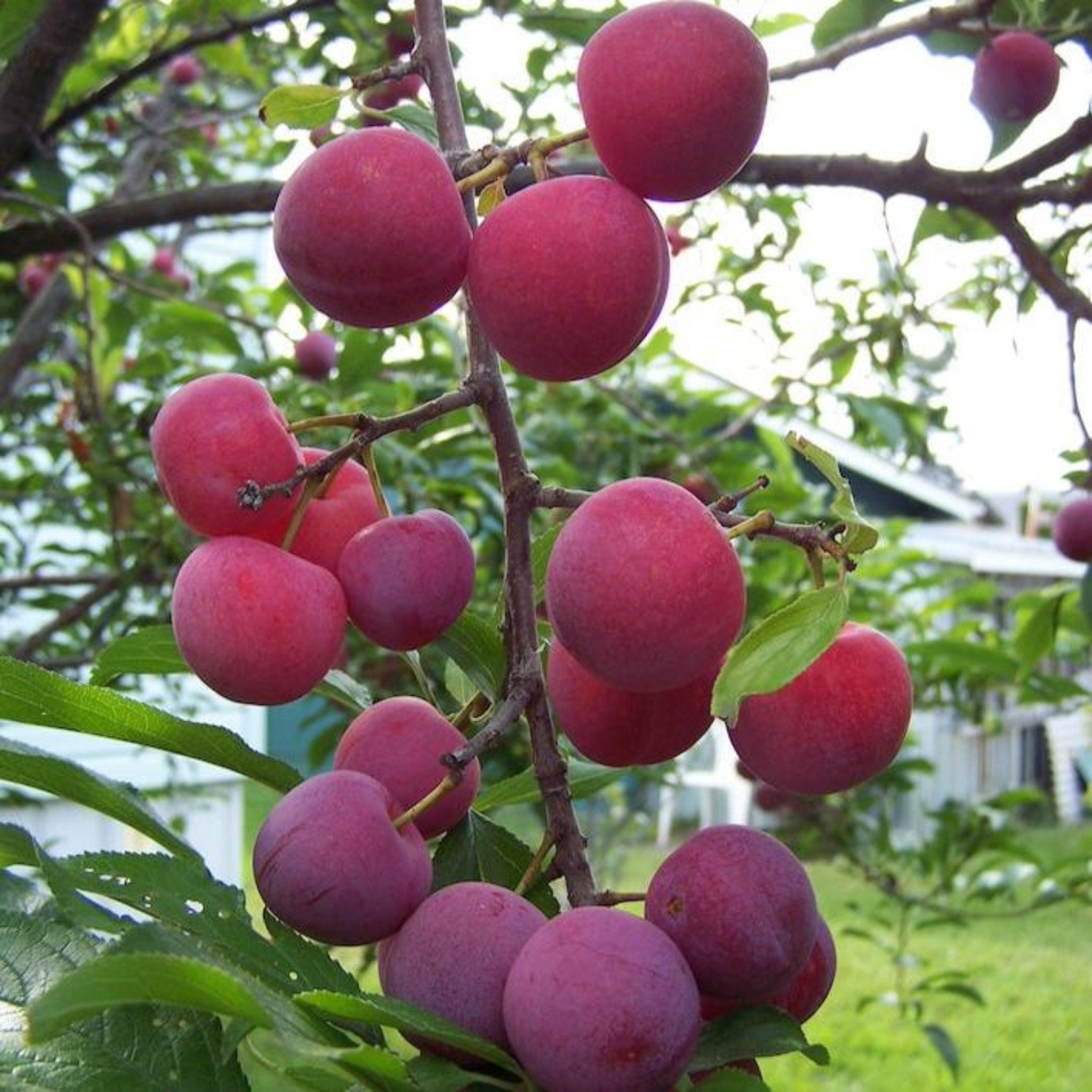 Ripe plums on a tree branch with a blurred garden background.  Henderson Garden Supply