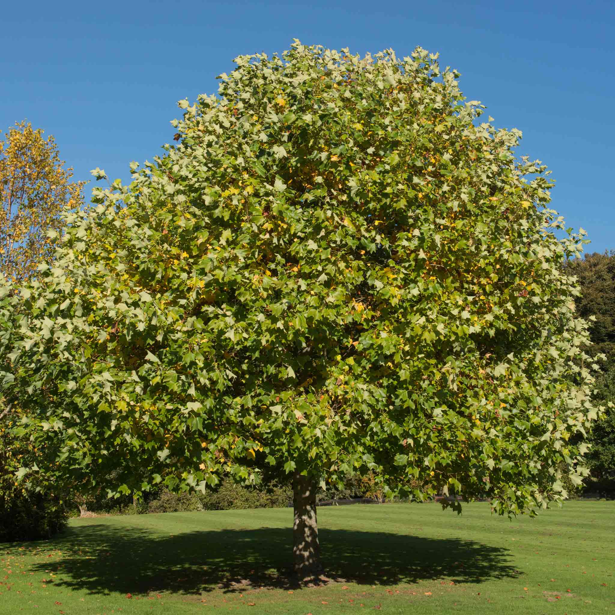 Large tree with green leaves on a grassy area with a clear blue sky.  Henderson Garden Supply