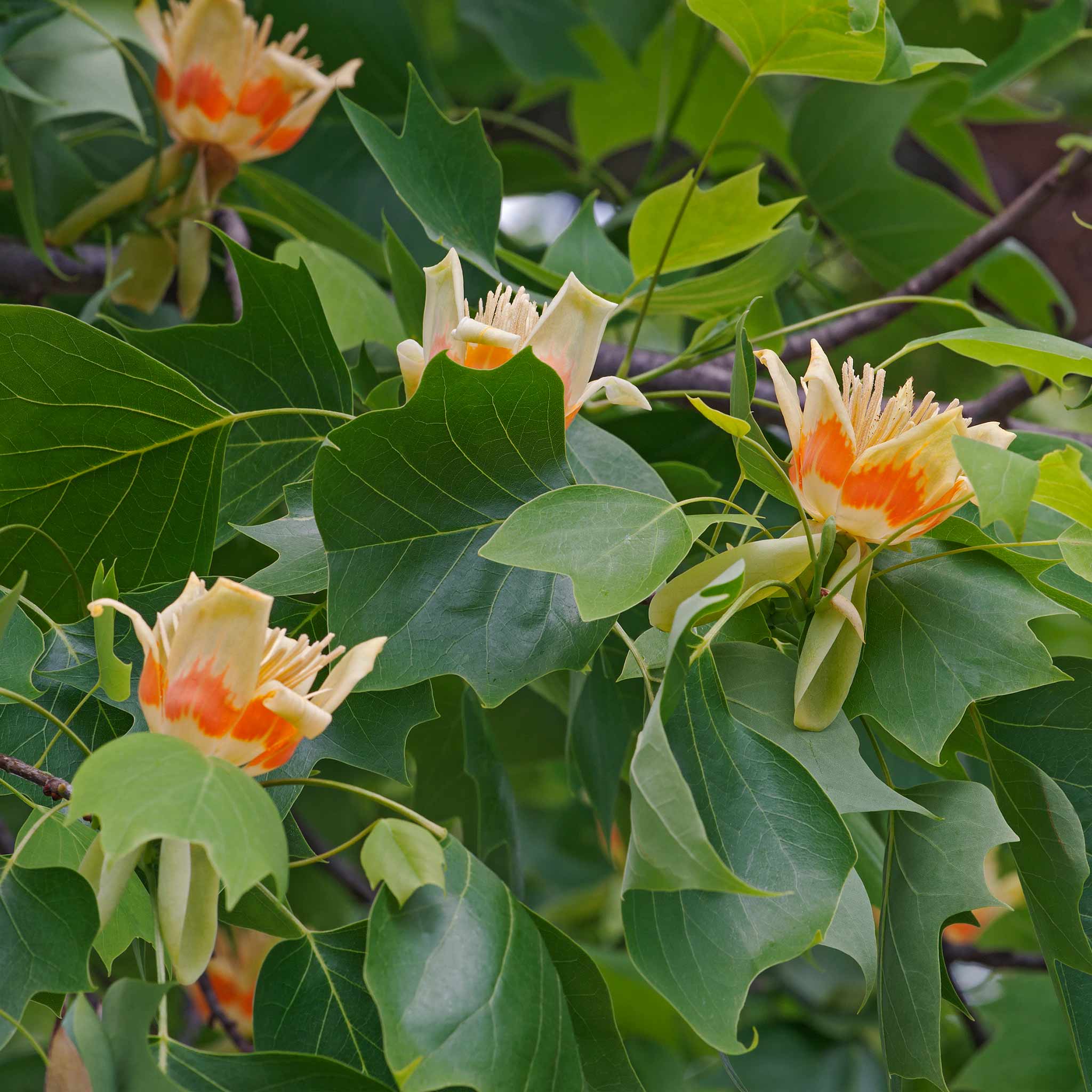 Tulip tree flowers with green leaves on a branch.  Henderson Garden Supply