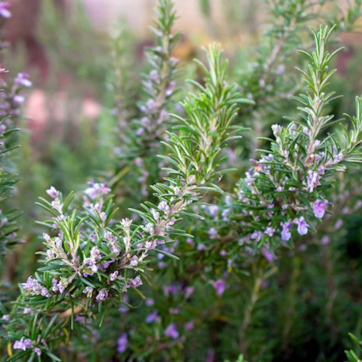 Tuscan Blue Rosemary – Aromatic Evergreen Herb