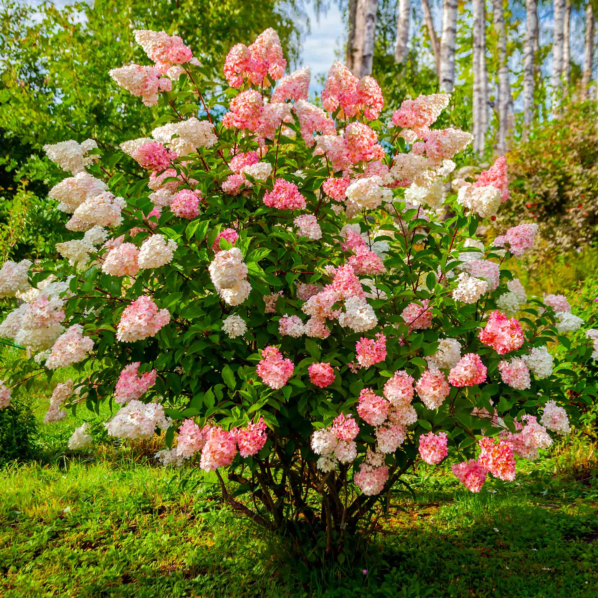 Blossoming bush with pink and white flowers in a garden setting - Henderson Garden Supply