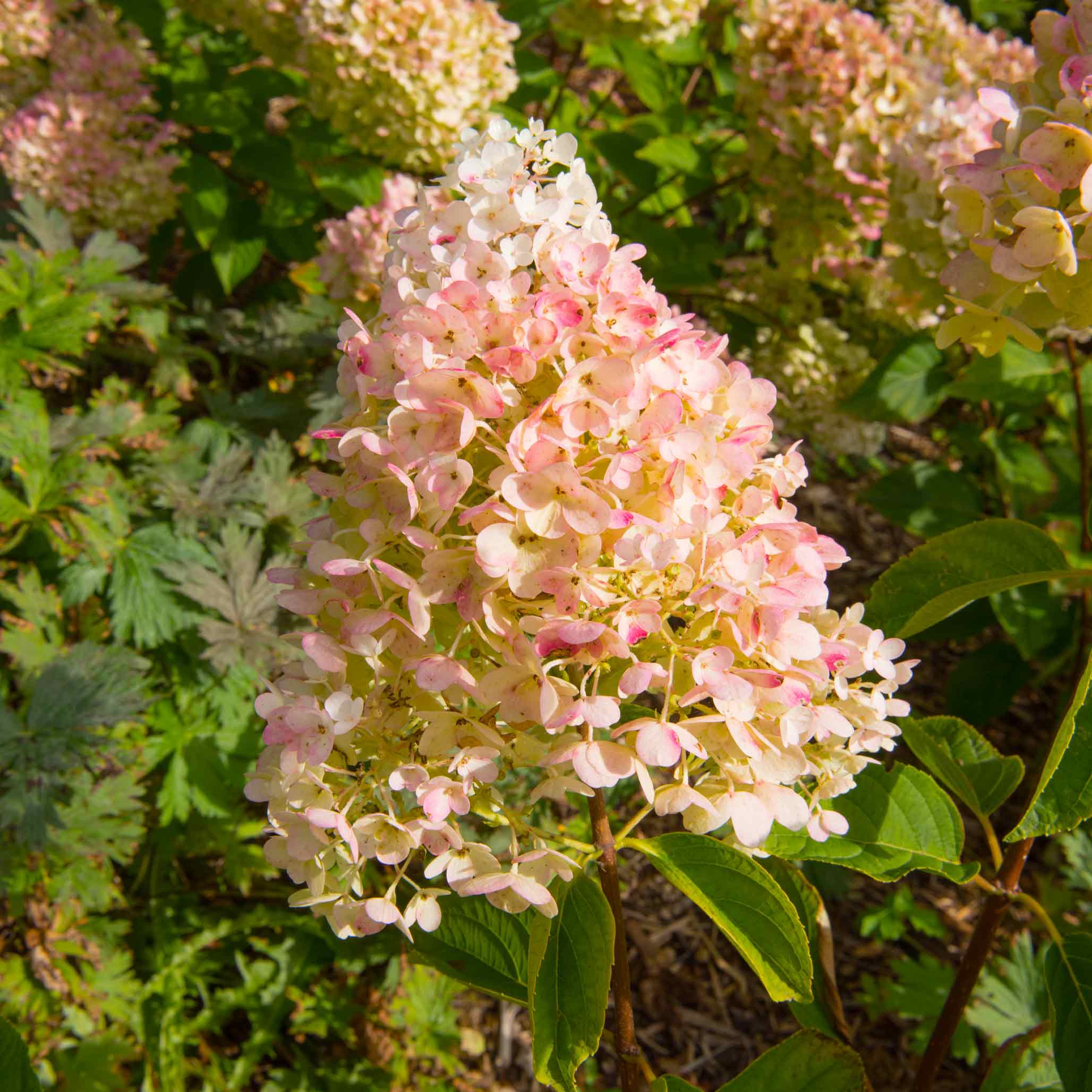 Pink and white flowers with green leaves in a natural setting - Henderson Garden Supply