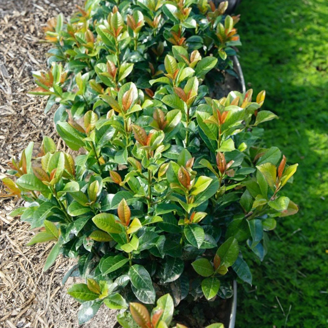 Green shrub with red-brown leaves on a garden bed - Henderson Garden Supply