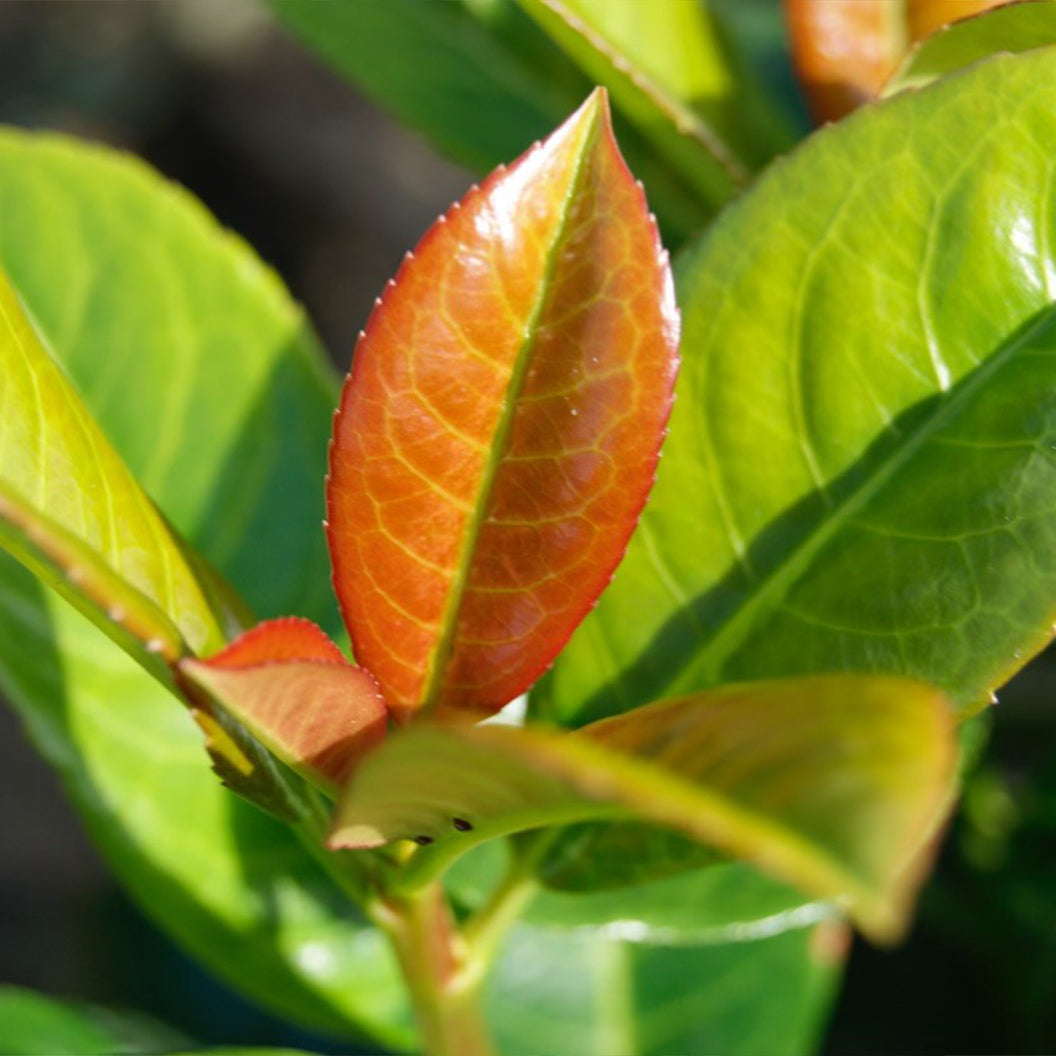 Close-up of a young red leaf among green leaves  Henderson Garden Supply