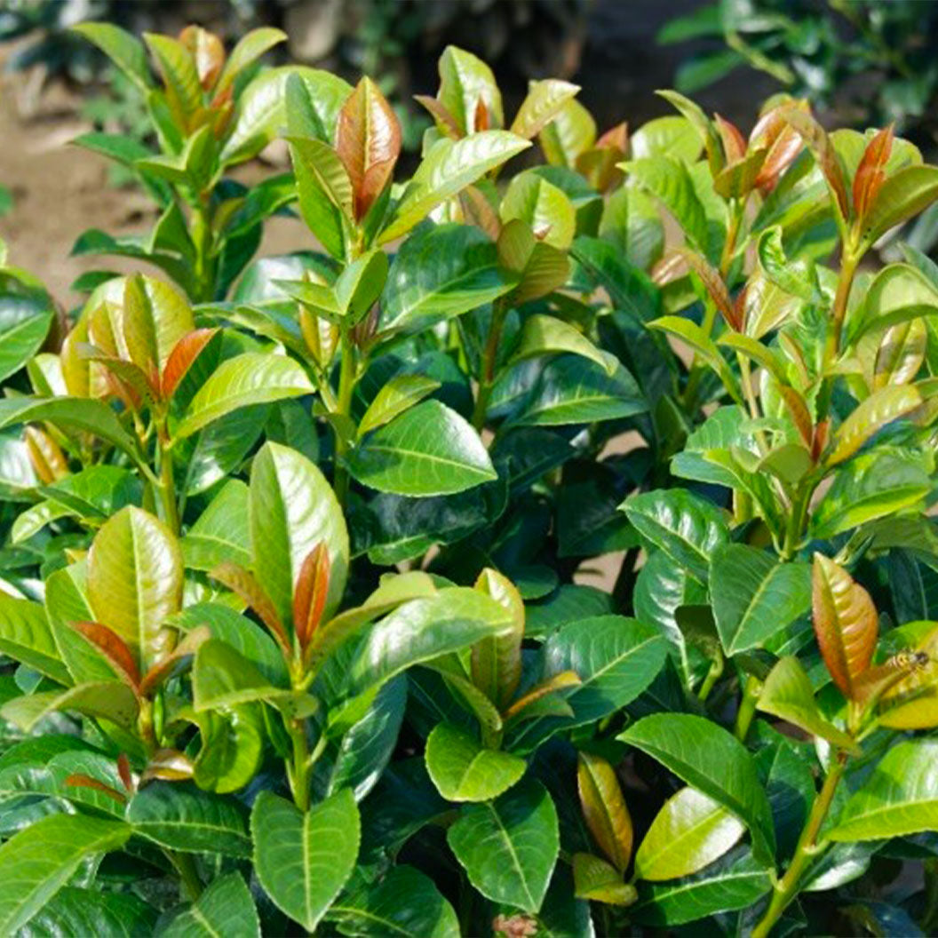 Close-up of a green bush with young leaves - Henderson Garden Supply