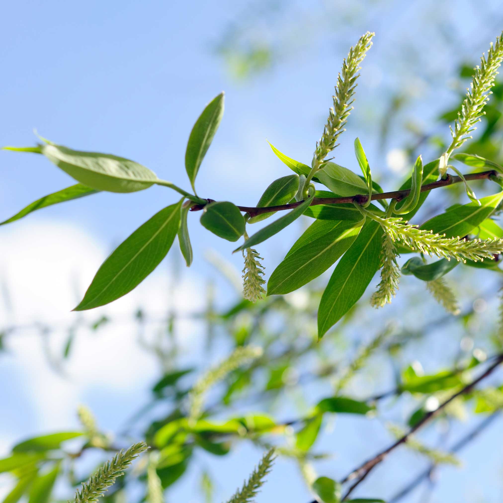 Close-up of a branch with green leaves and catkins against a blue sky.  Henderson Garden Supply