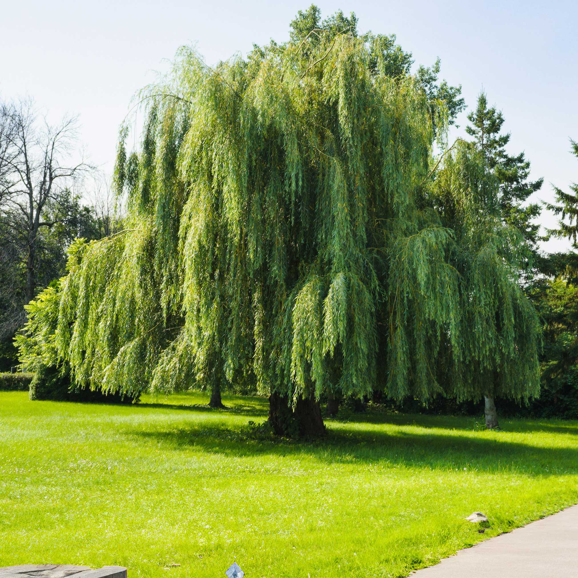 Weeping willow tree in a park with green grass and trees in the background.  Henderson Garden Supply