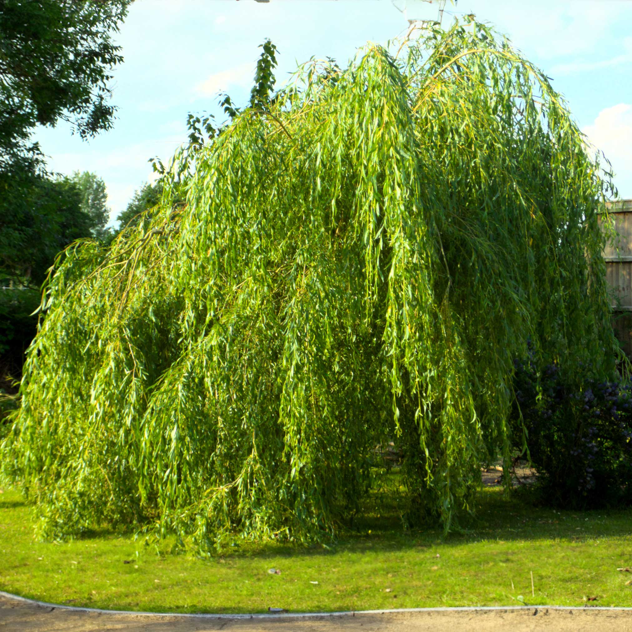 Weeping willow tree in a park setting with green grass and trees in the background.  Henderson Garden Supply