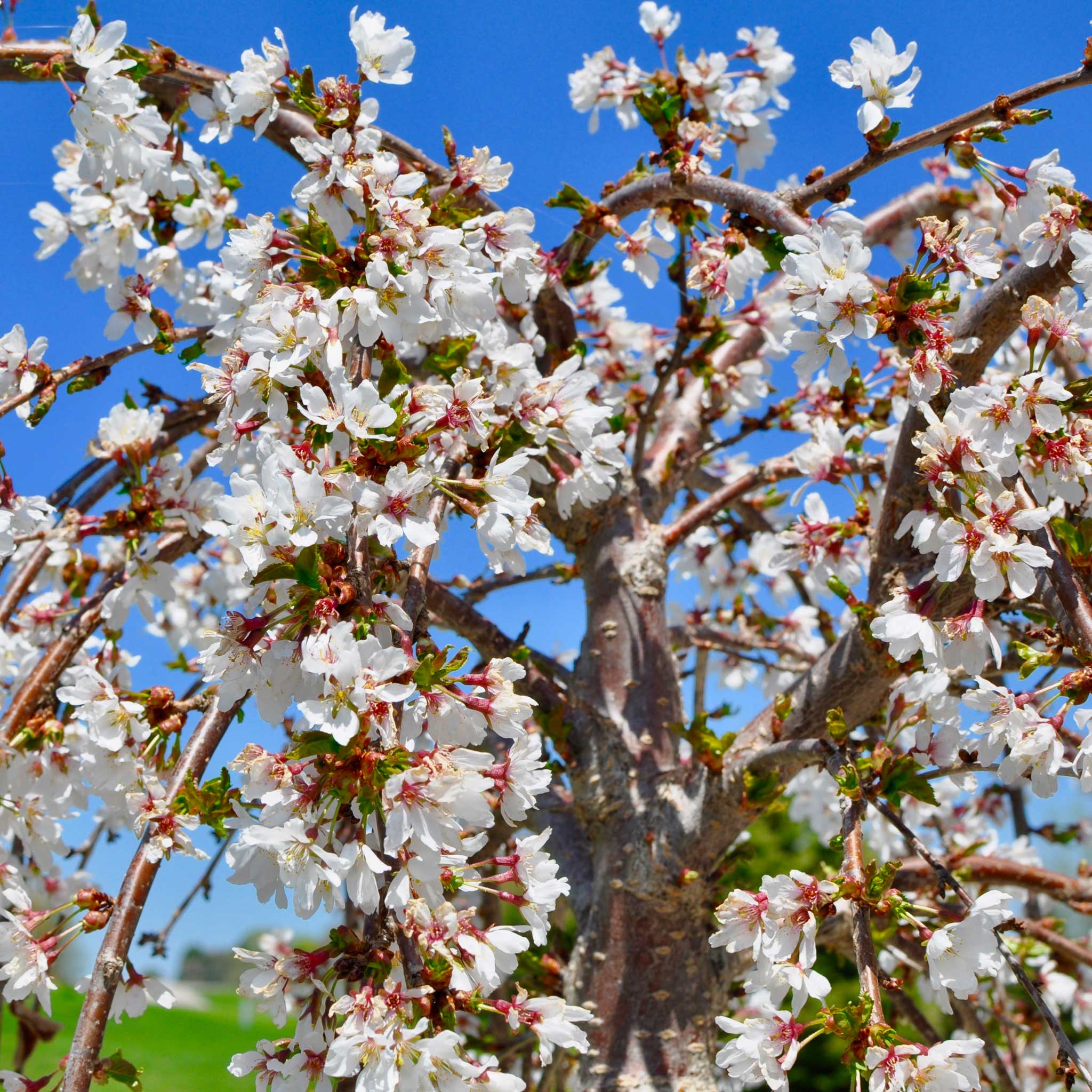 White blossoms on a tree against a blue sky.  Henderson Garden Supply