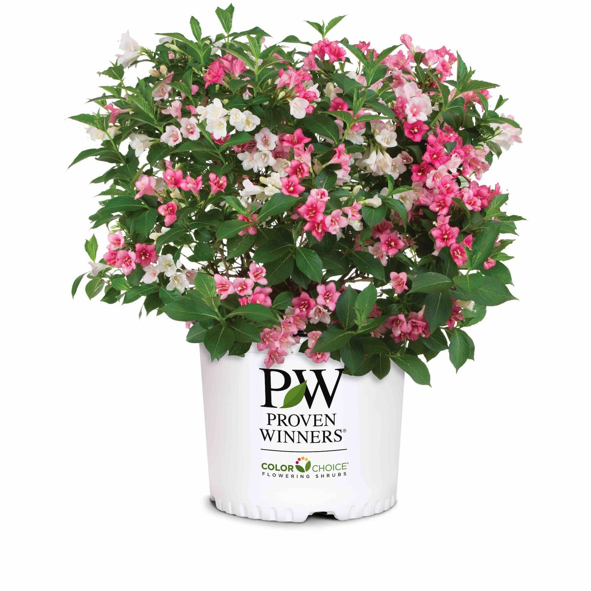 Czechmark Trilogy® Weigela – Color-Changing Spring Flowers
