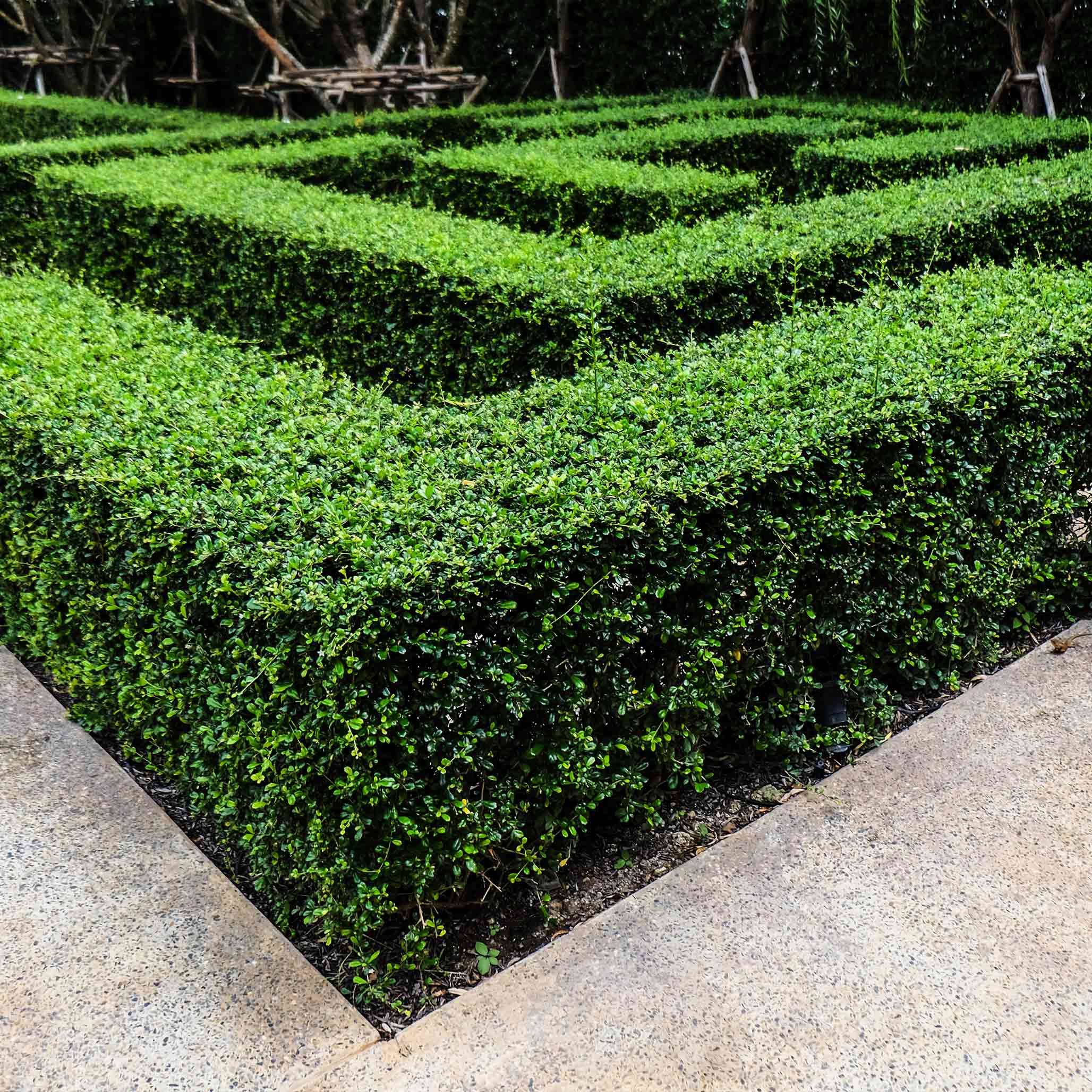 Boxwood hedges in a formal garden setting.  Henderson Garden Supply