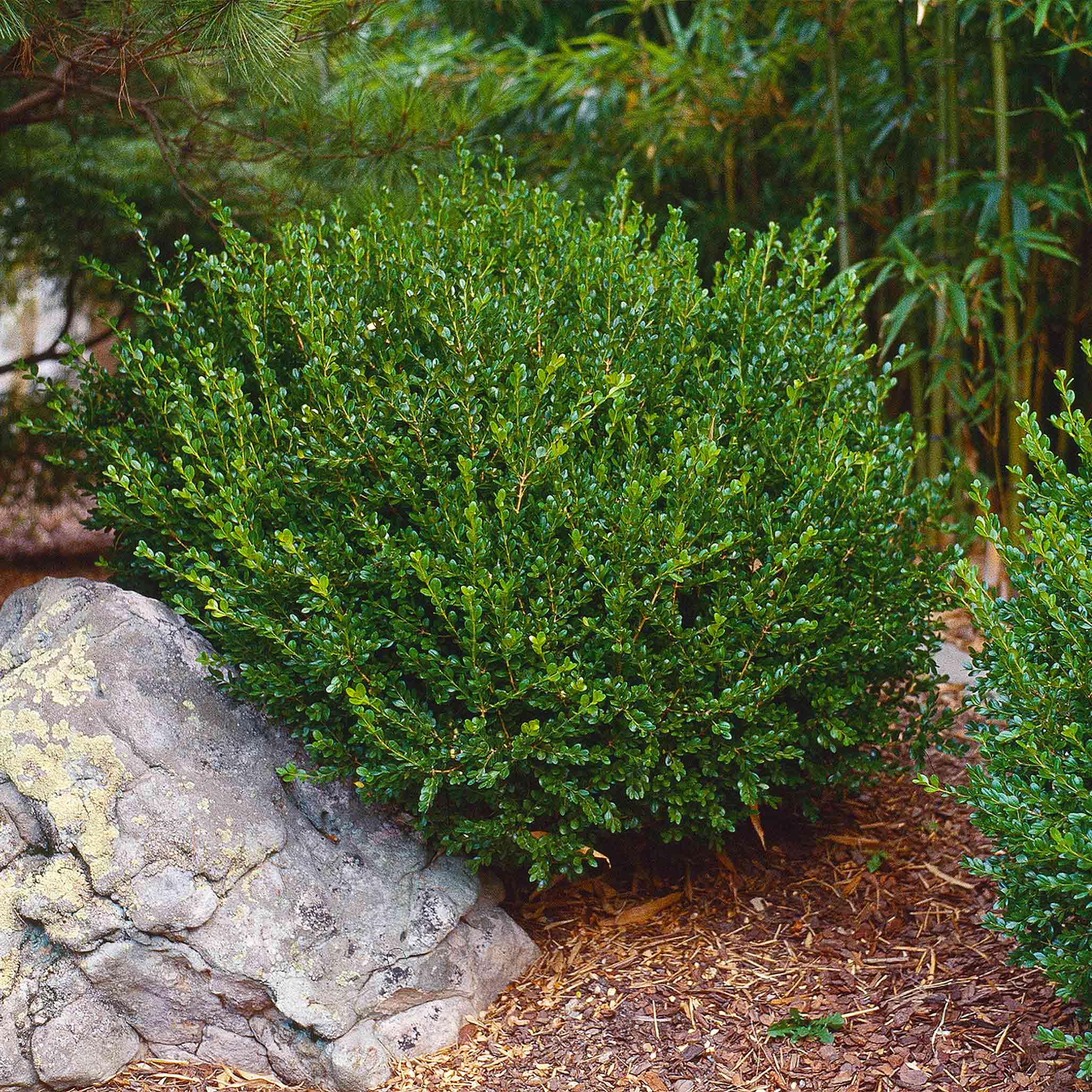 Green bush in a garden setting with rocks and mulch.  Henderson Garden Supply